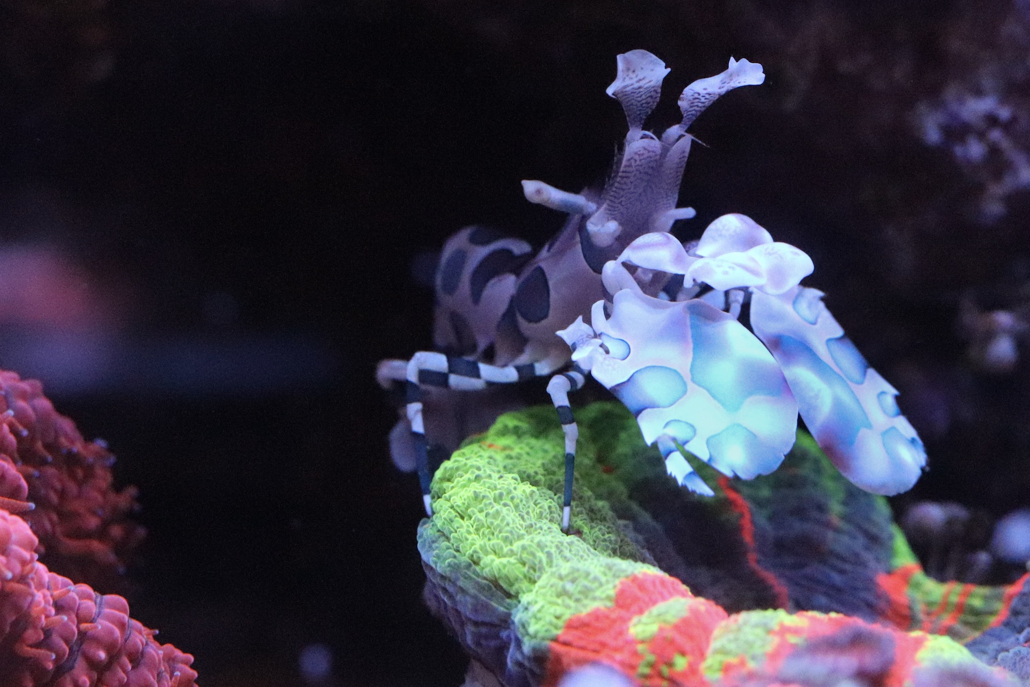 Harlequin shrimp sitting on scoly