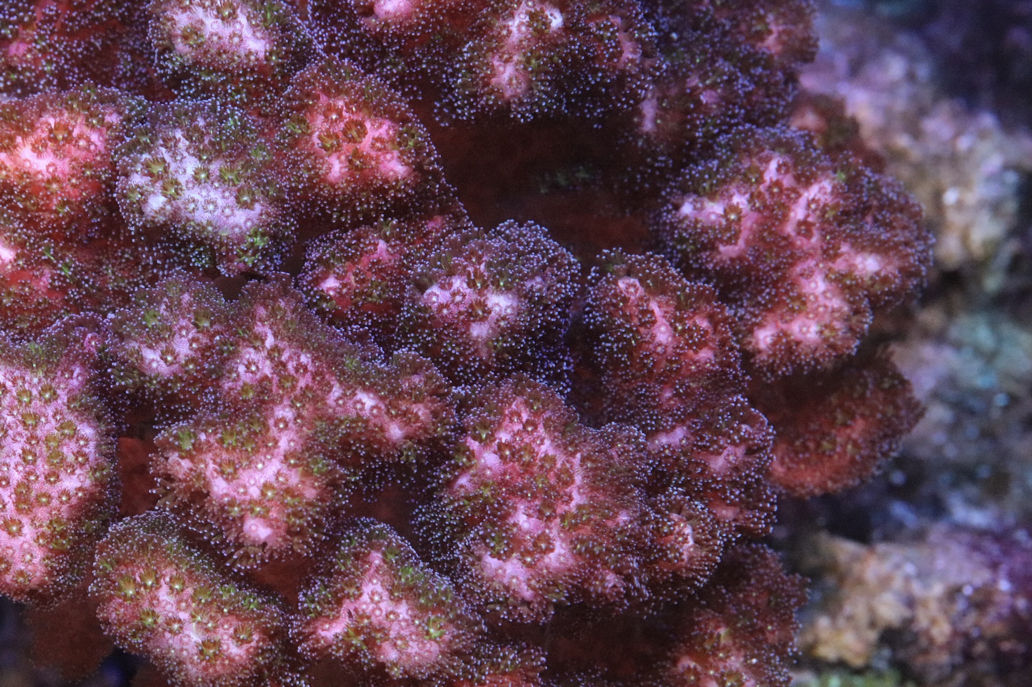 Hawaiian Pink Pocillopora