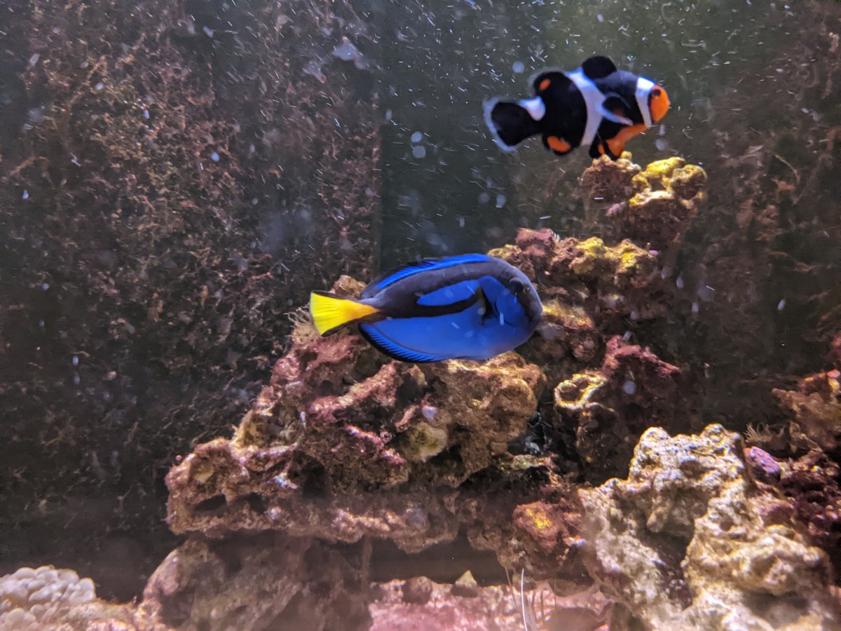 hippo tang and clownfish.jpg