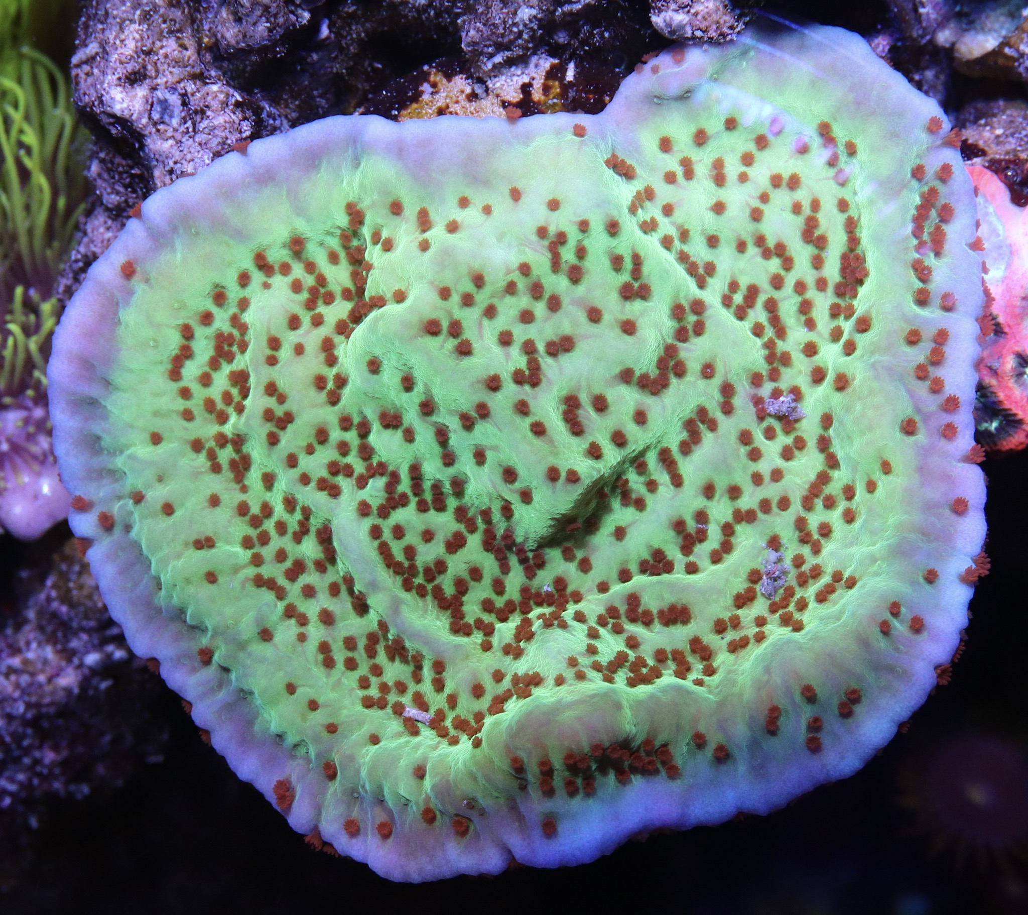 Jedi mind trick montipora