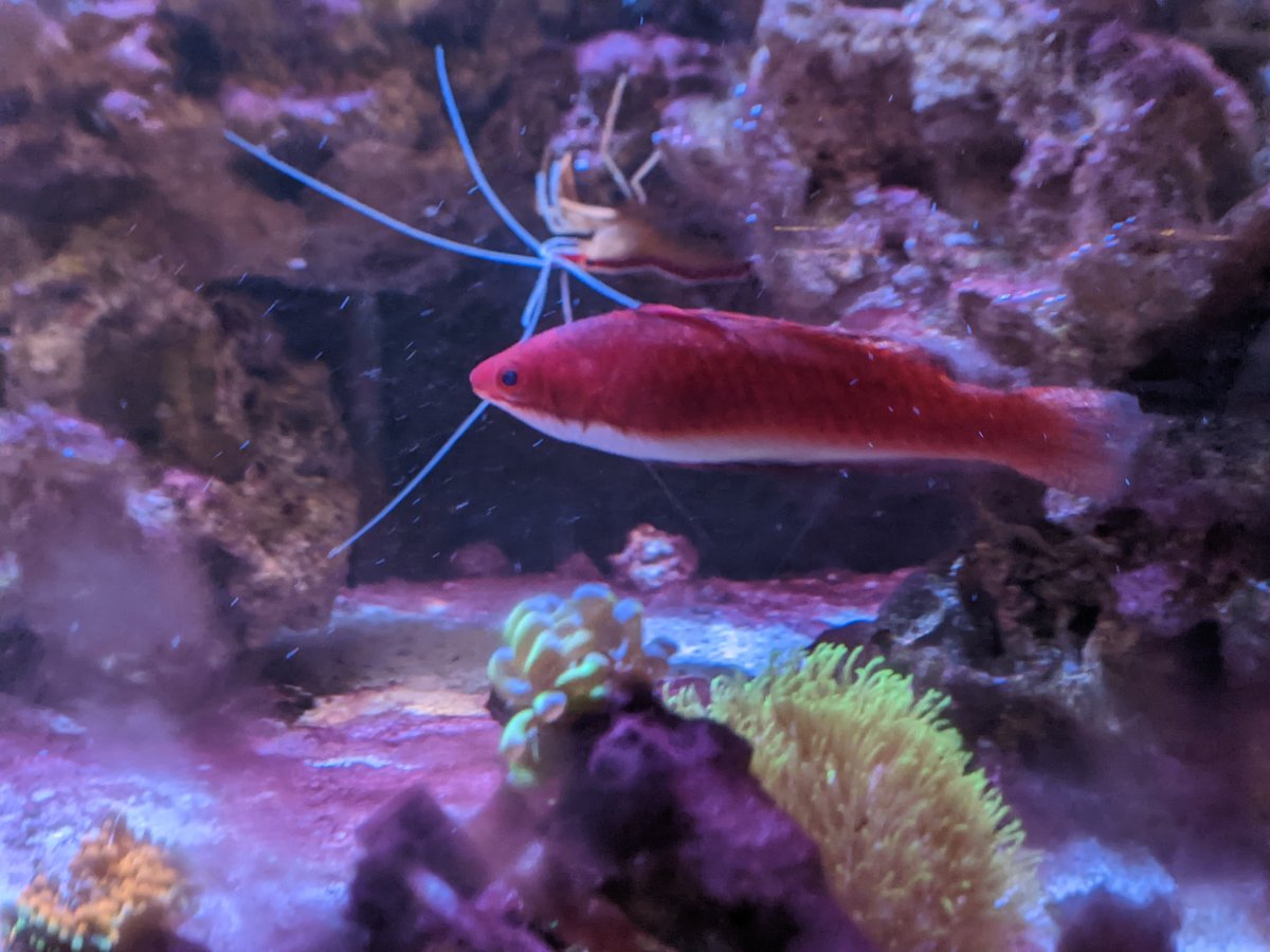 longfin_wrasse.jpg