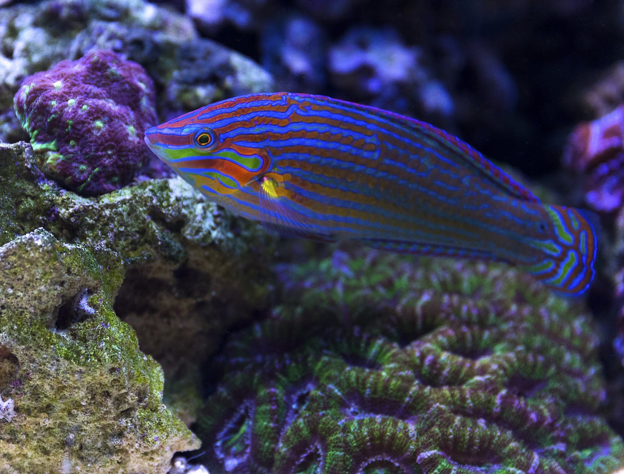 Melanurus Wrasse