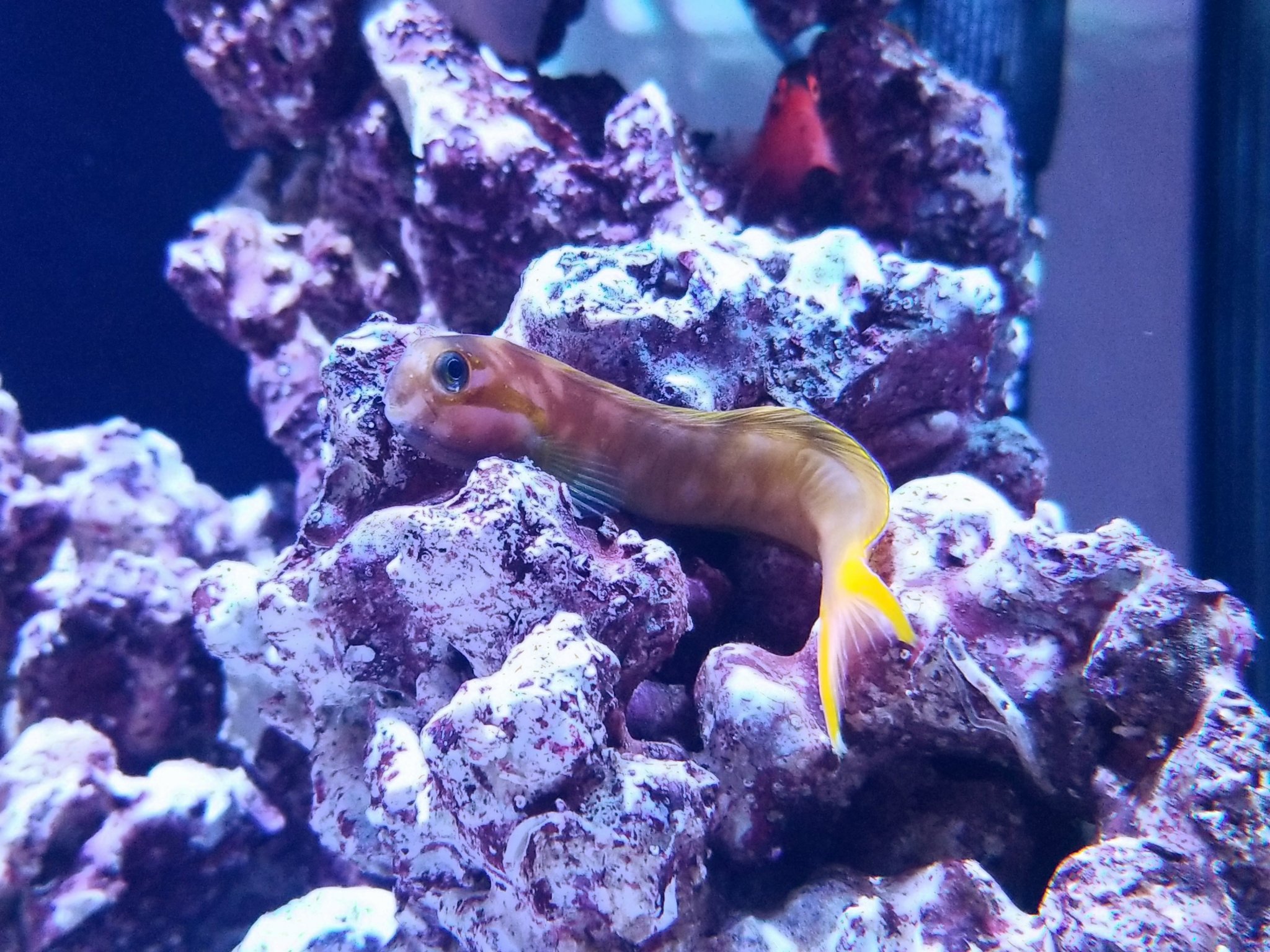 Midas Blenny