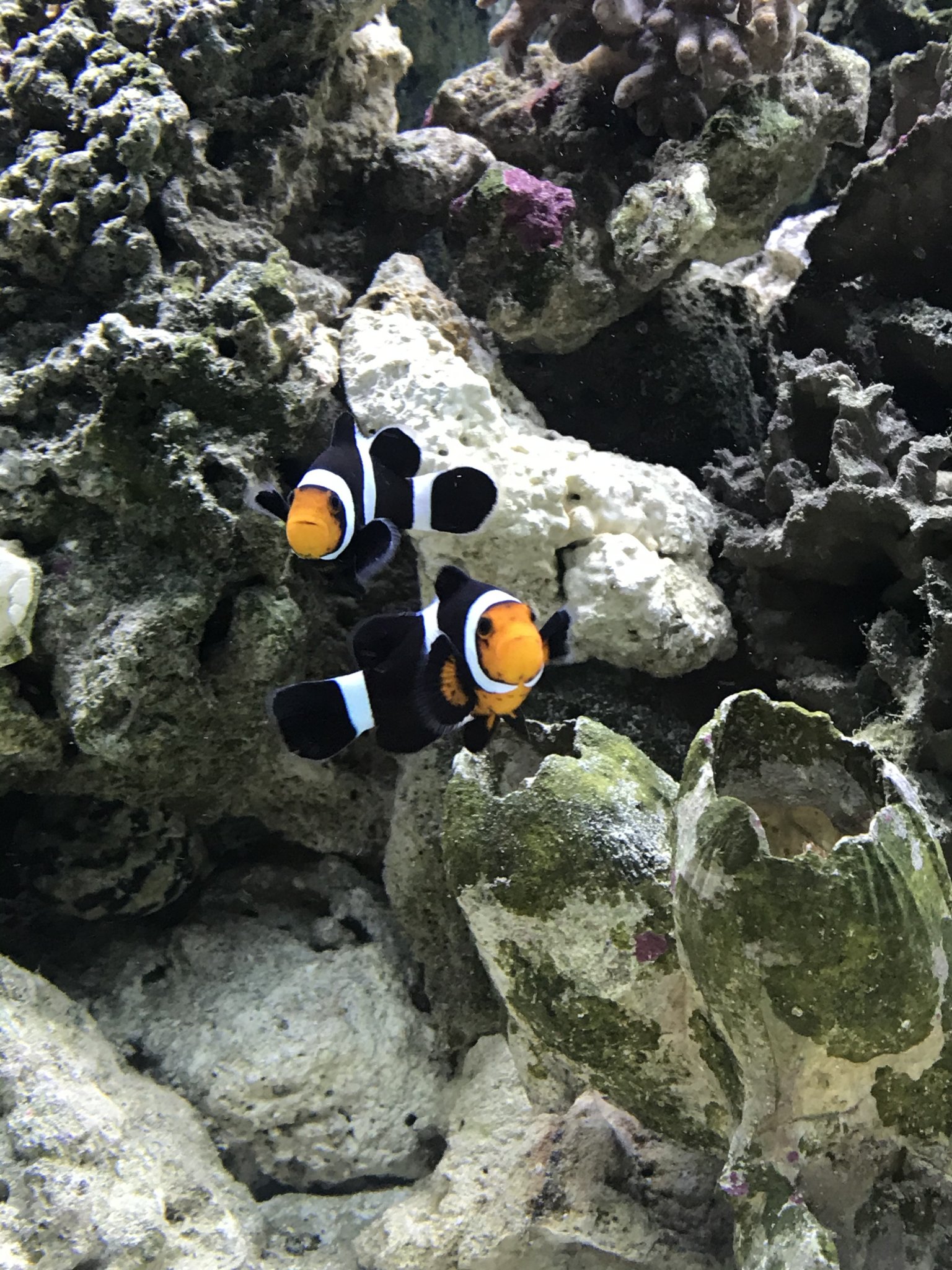 Mocha Clownfish