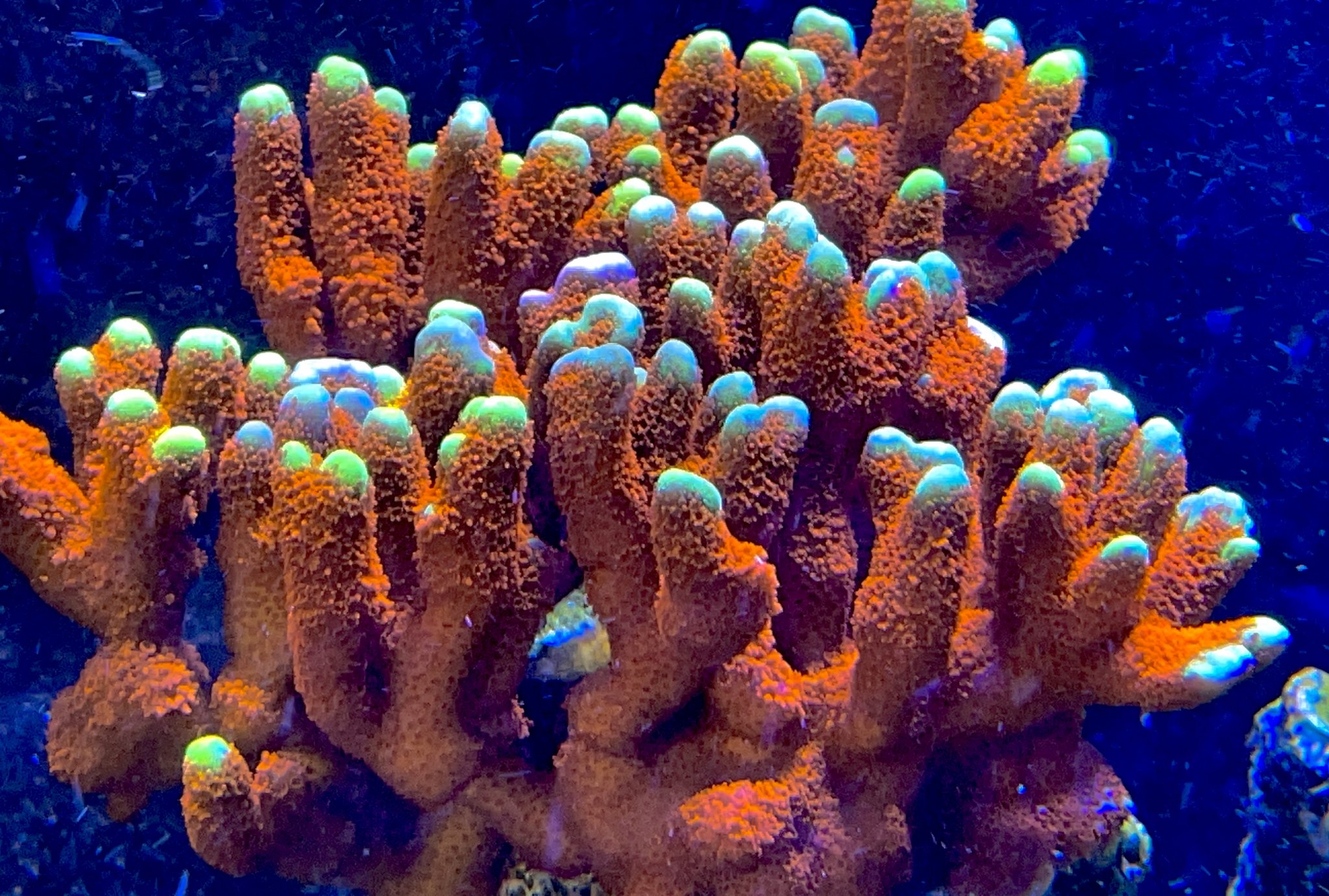 Montipora Forest Fire