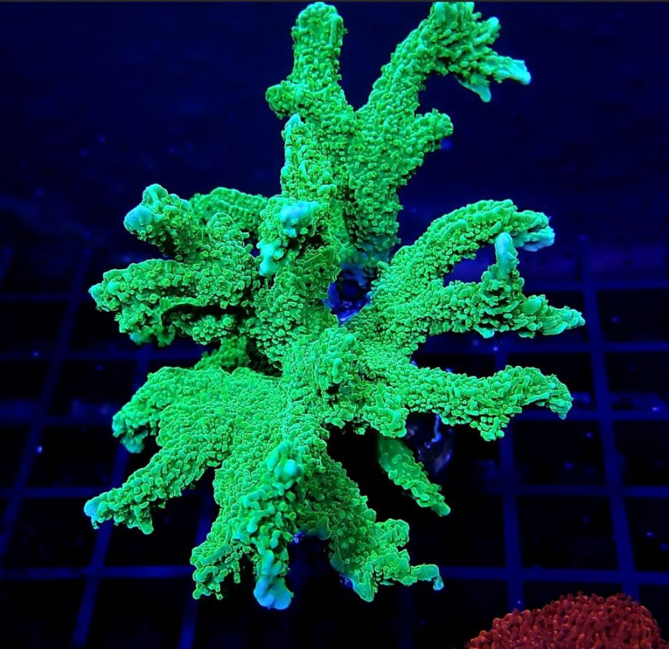 Montipora sp.