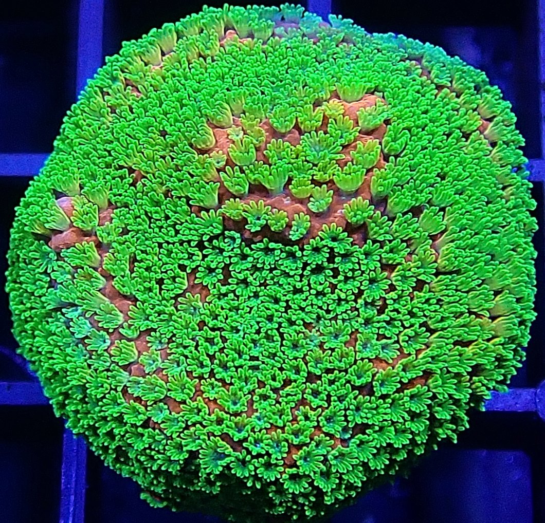 Montipora sp.