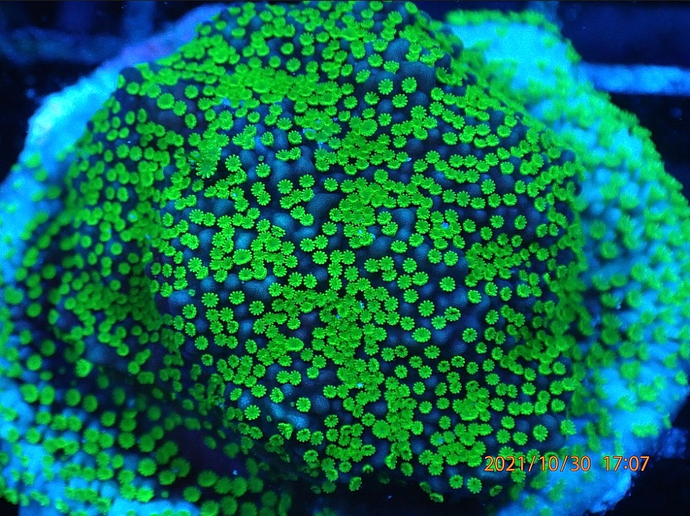 Montipora sp.