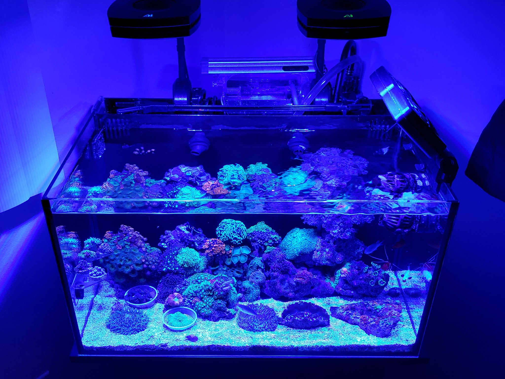 My Daughters 20G Nano Set Up