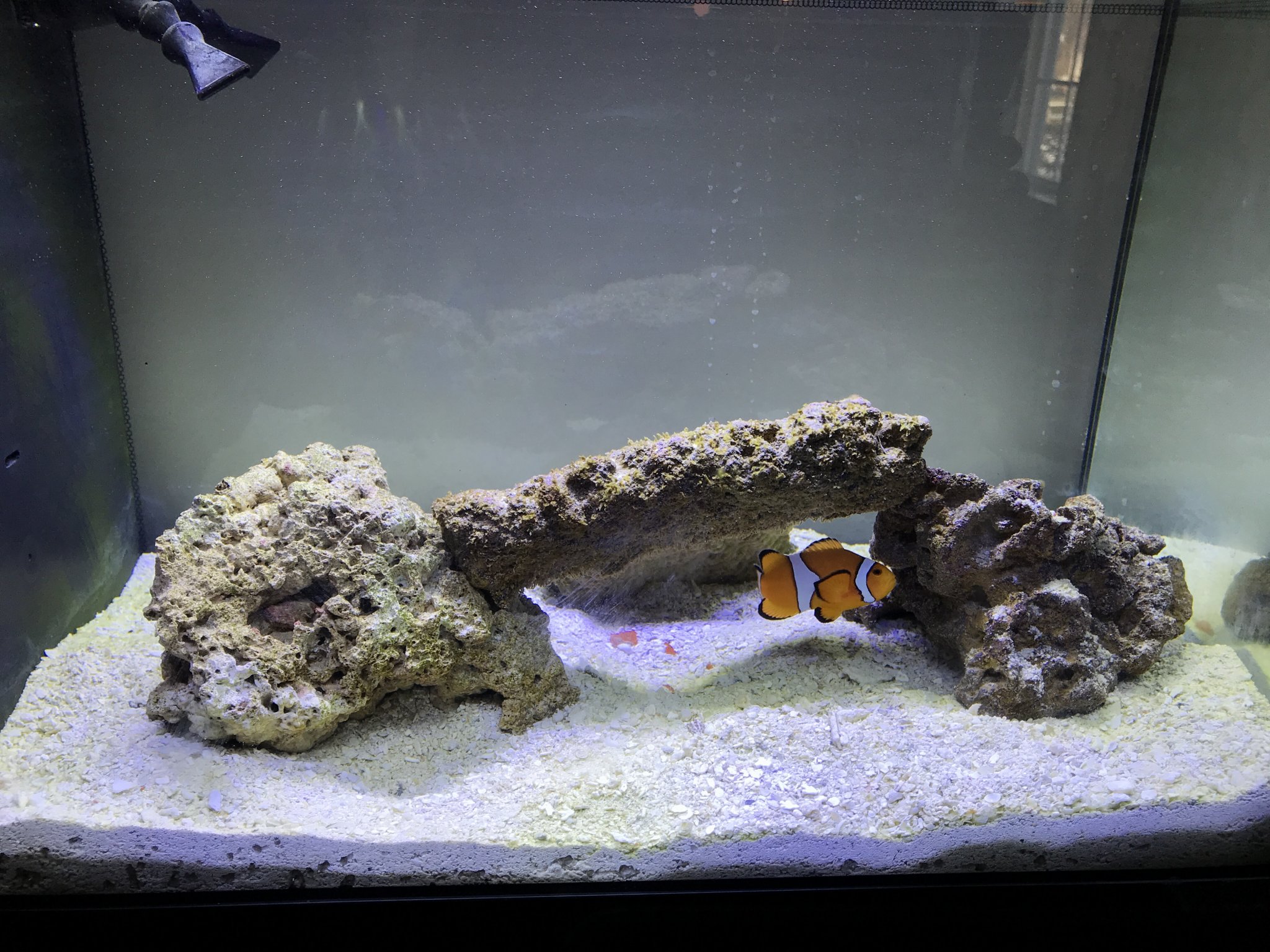 My tank Image