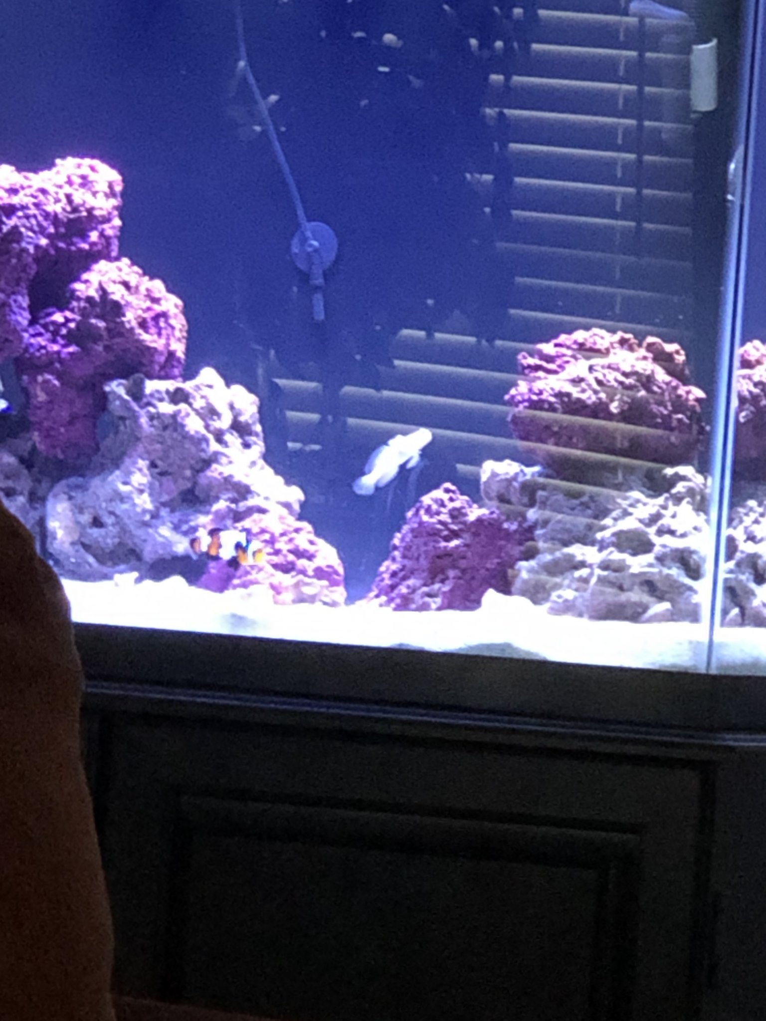 New Reef Setup