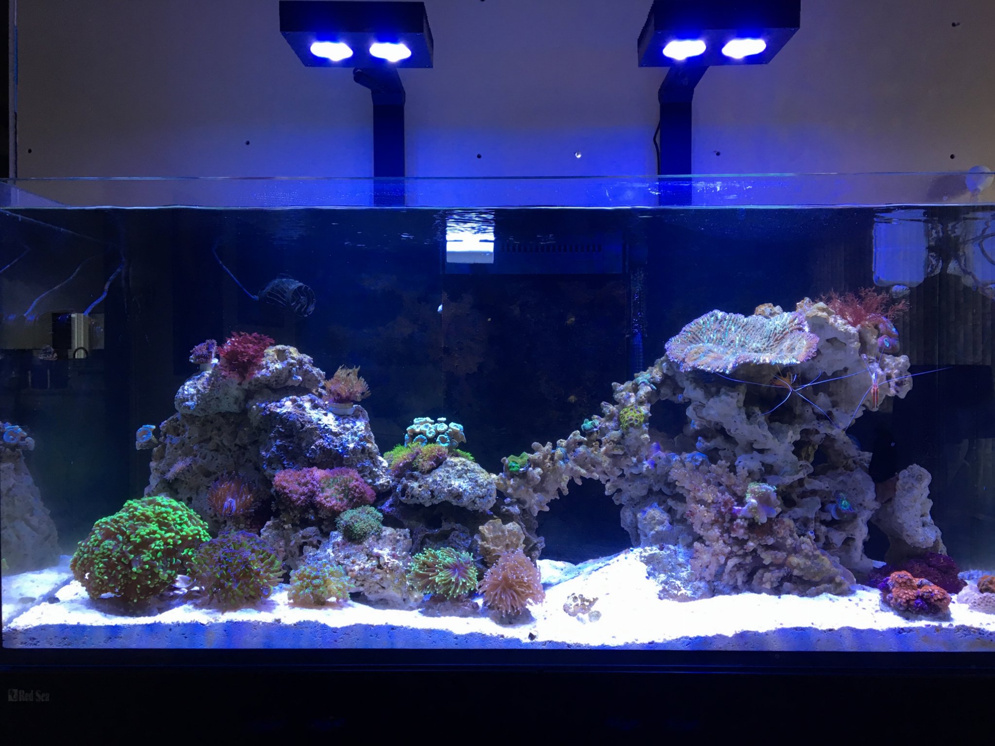 New Reef Tank