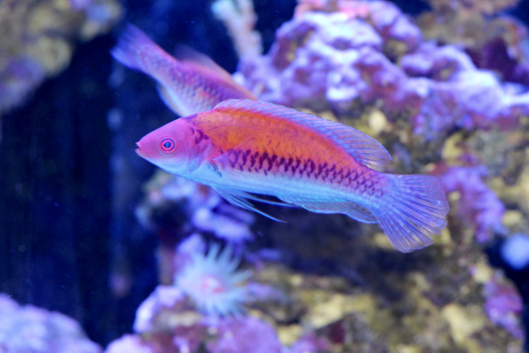 Orange Back Fairy Wrasse