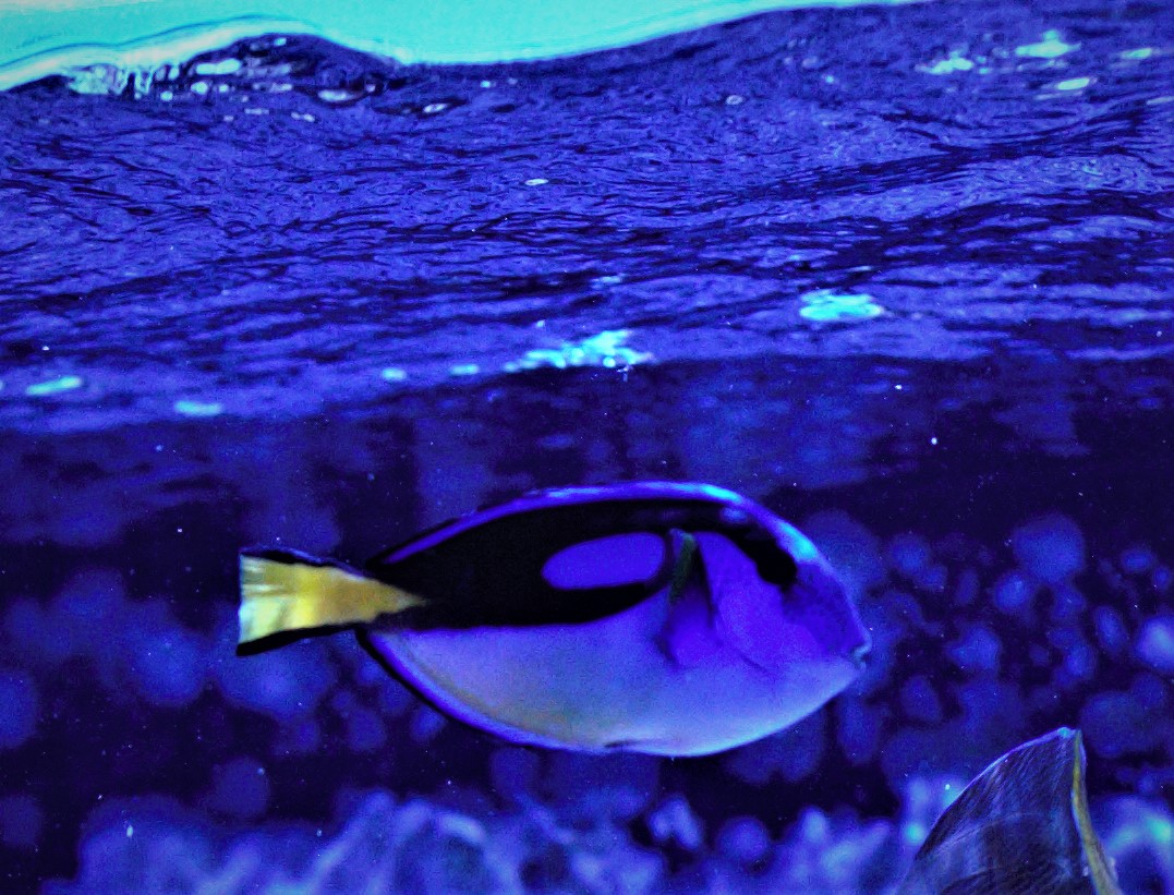 Paracanthurus hepatus var.1.jpg