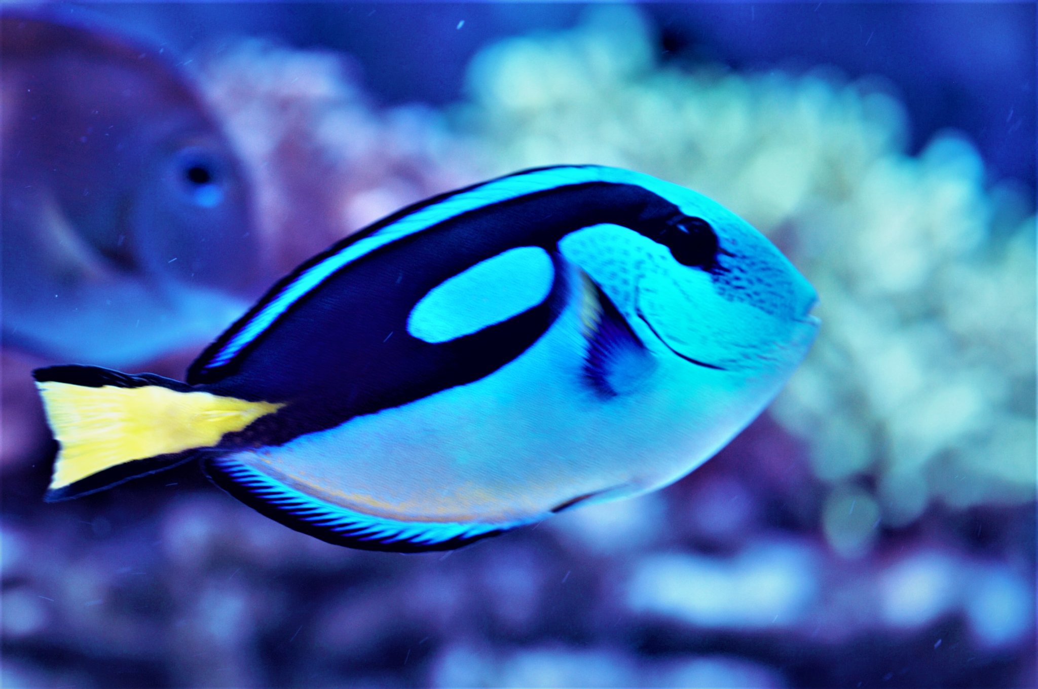 Paracanthurus hepatus var. 2.jpg