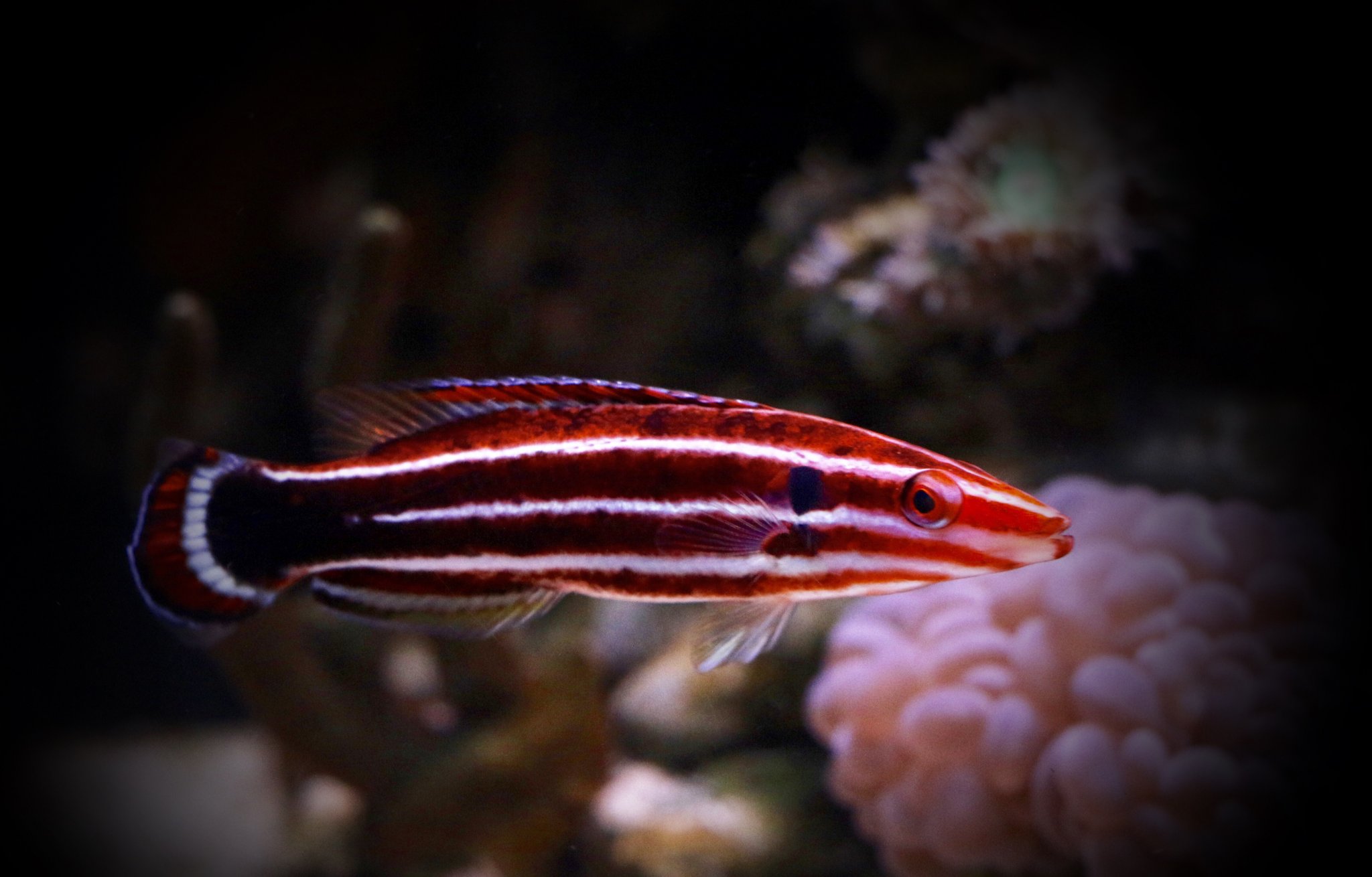 Peppermint Hogfish