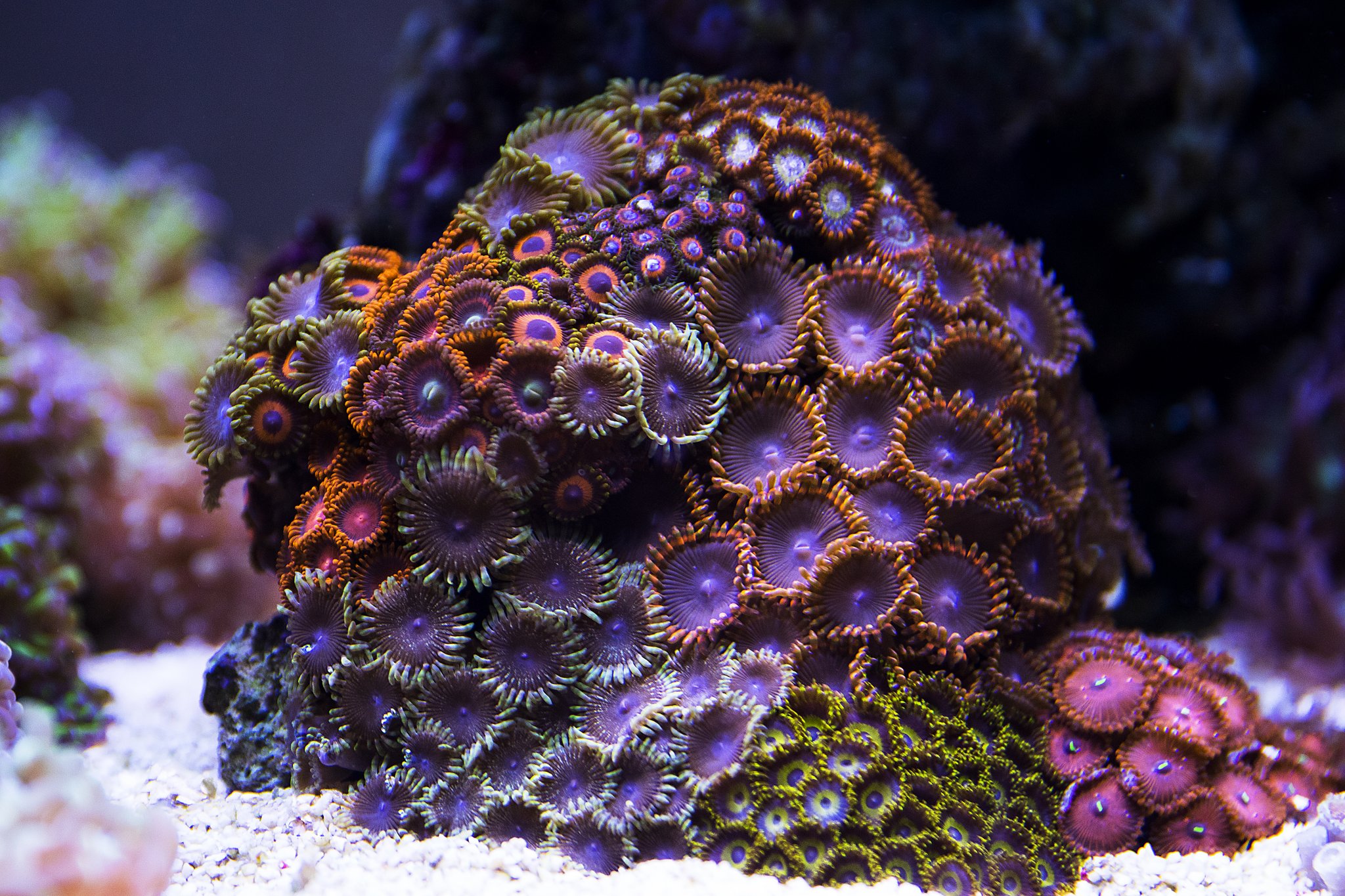 Pile of zoas