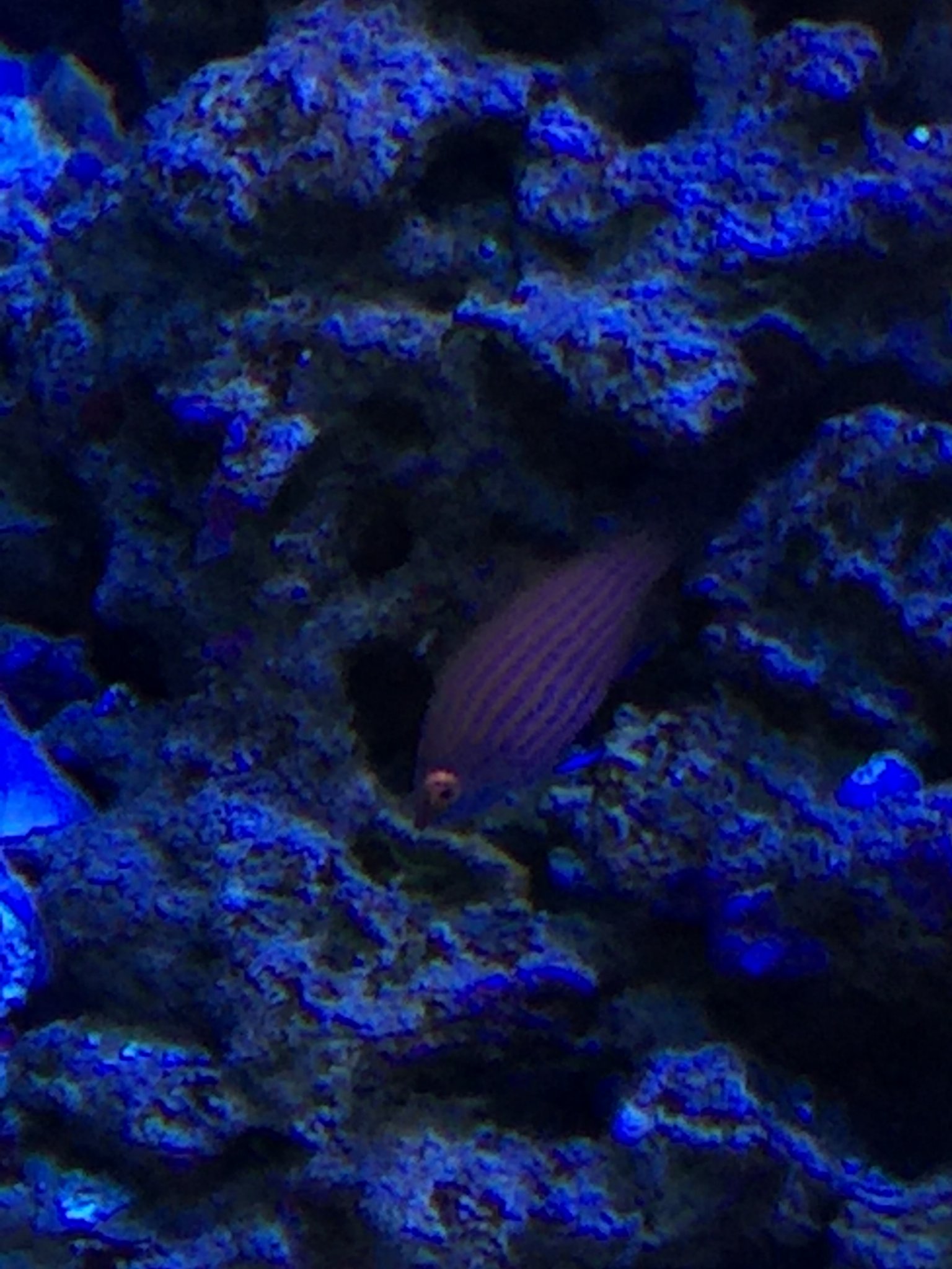 Pink Streaked Wrasse