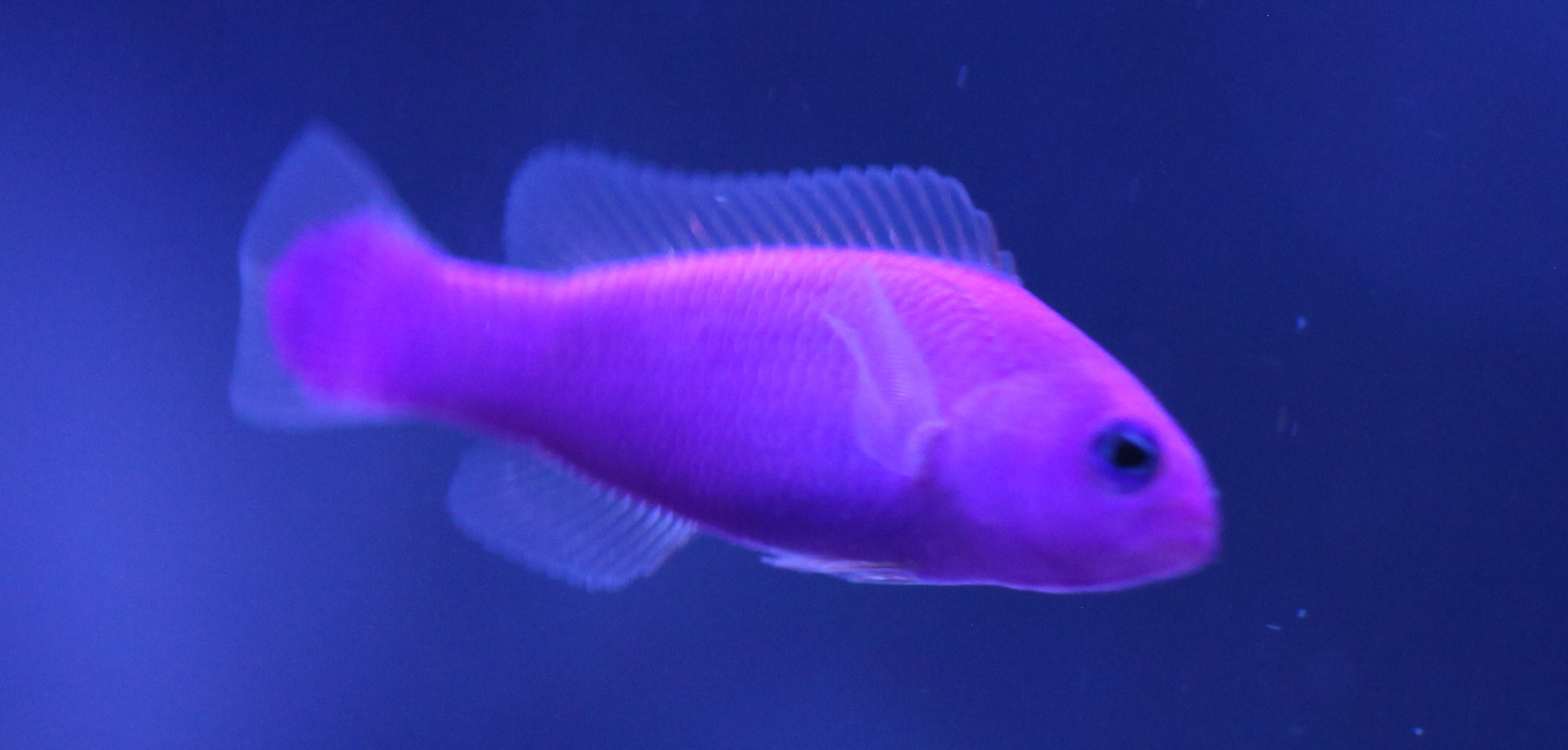 Pseudochromis porphyreus 4.JPG