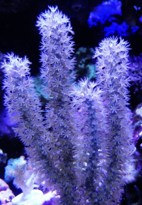 Purp gorgonian