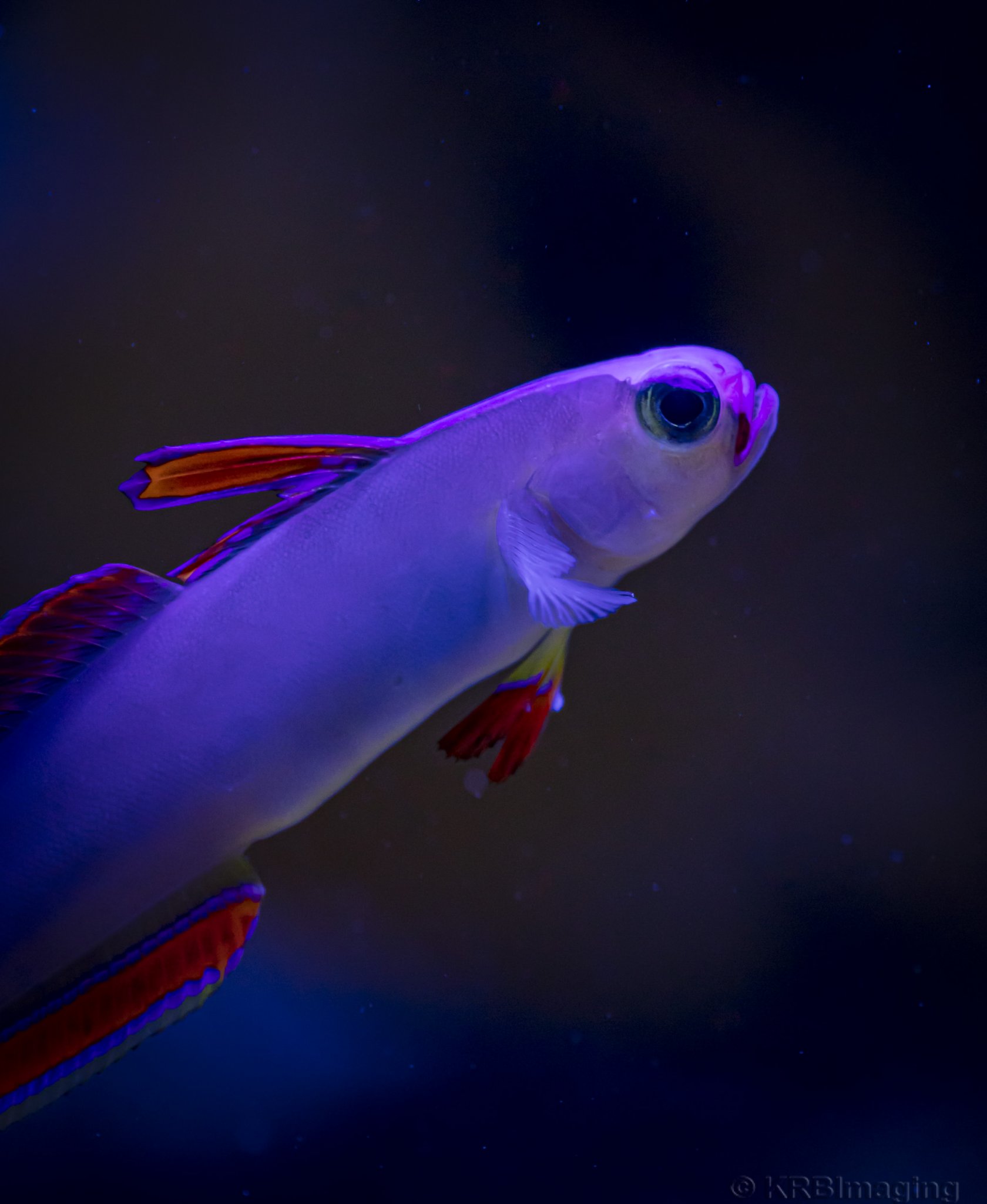 Purple Firefish