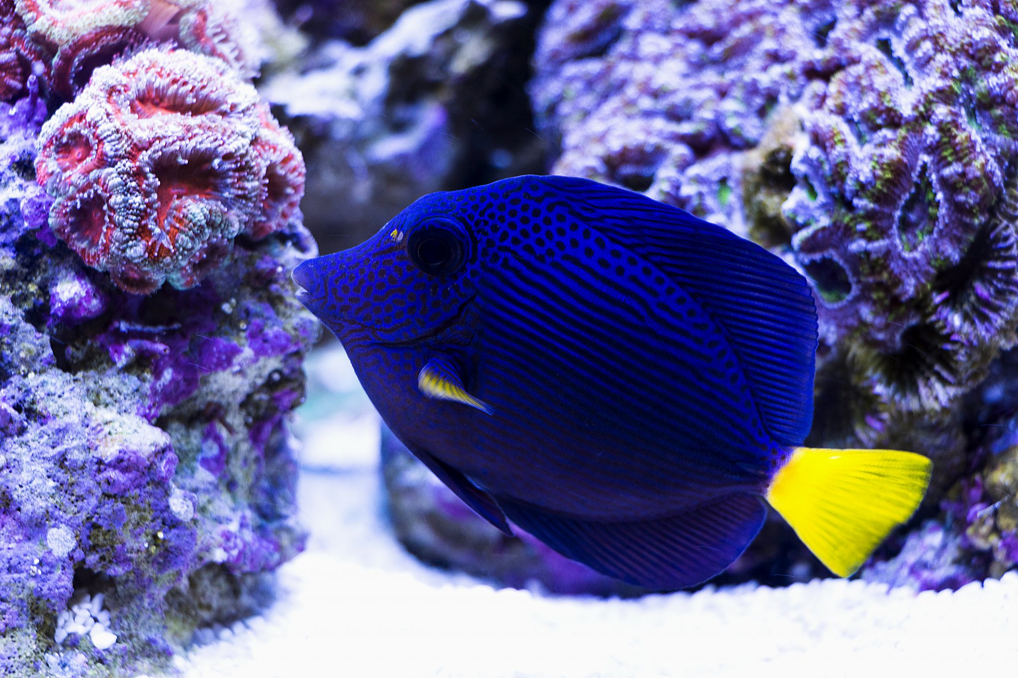 Purple Tang