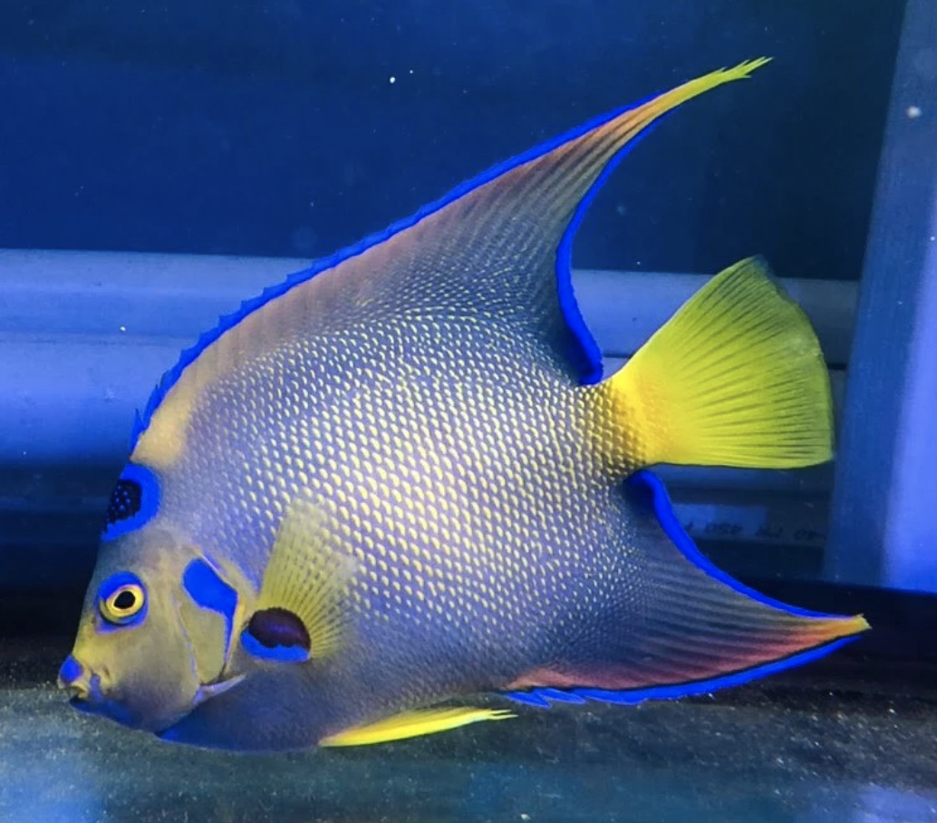 Queen Angelfish