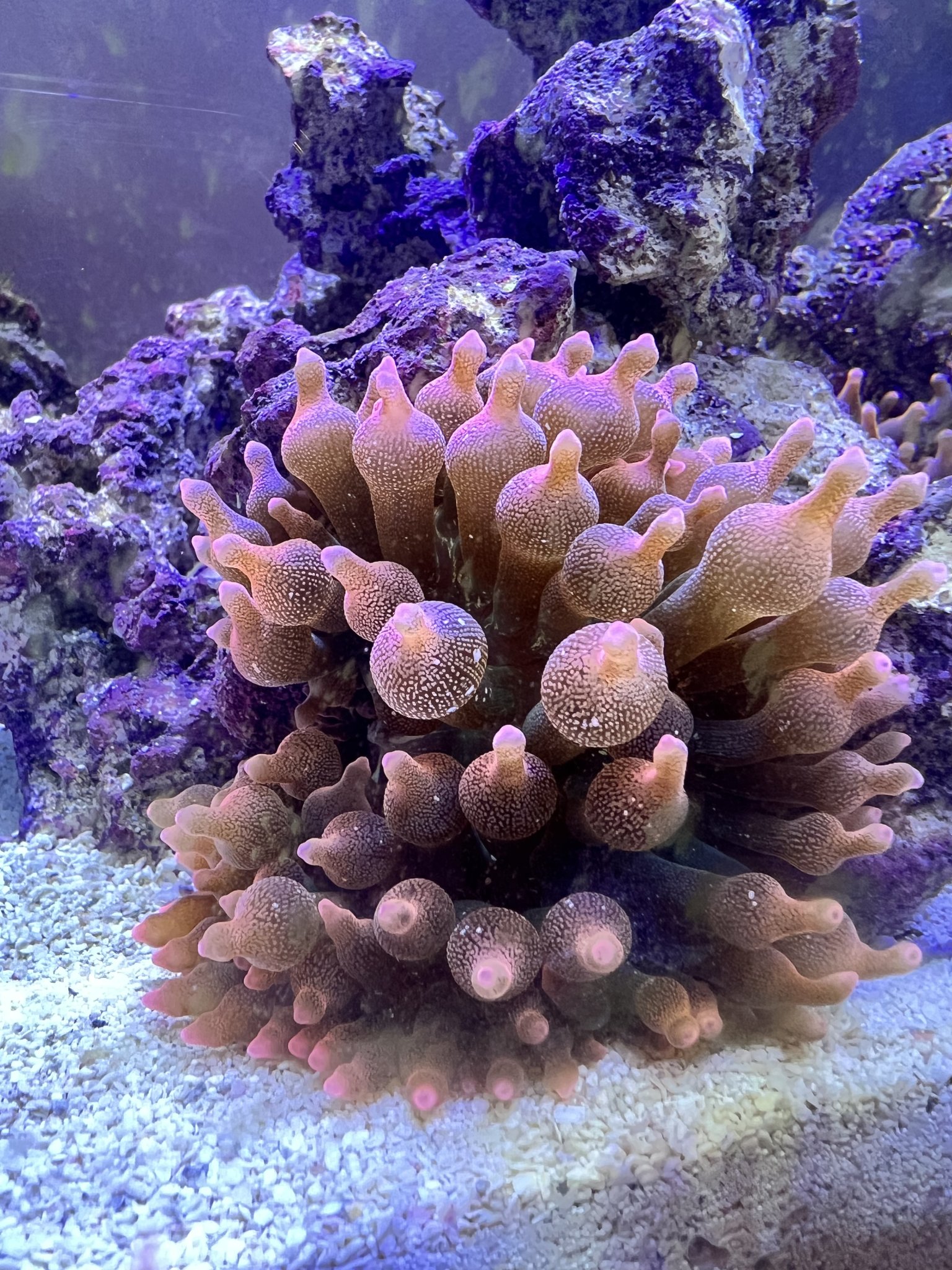 Rainbow Bubble Tip Nem