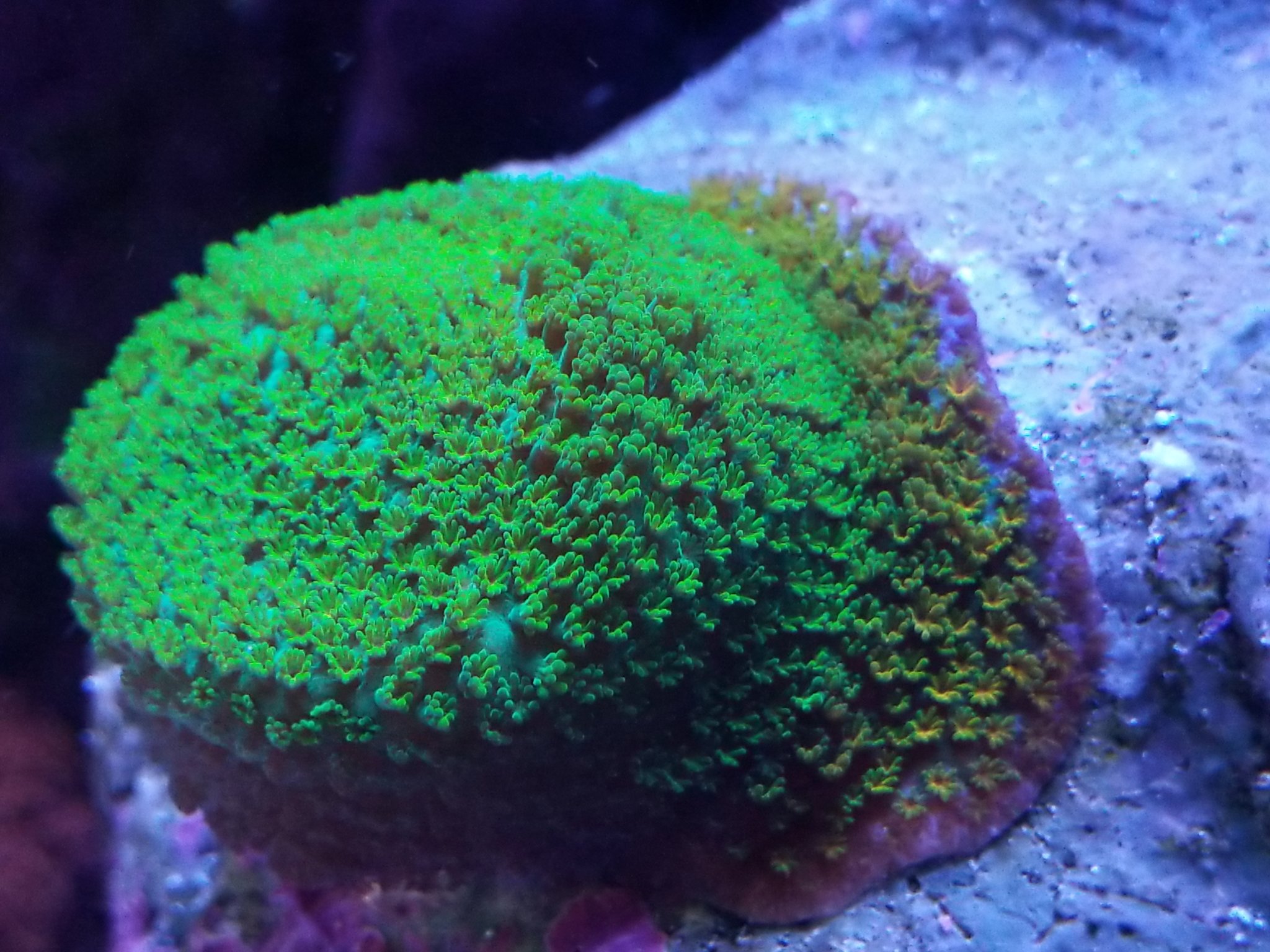 Rainbow Montipora Frag