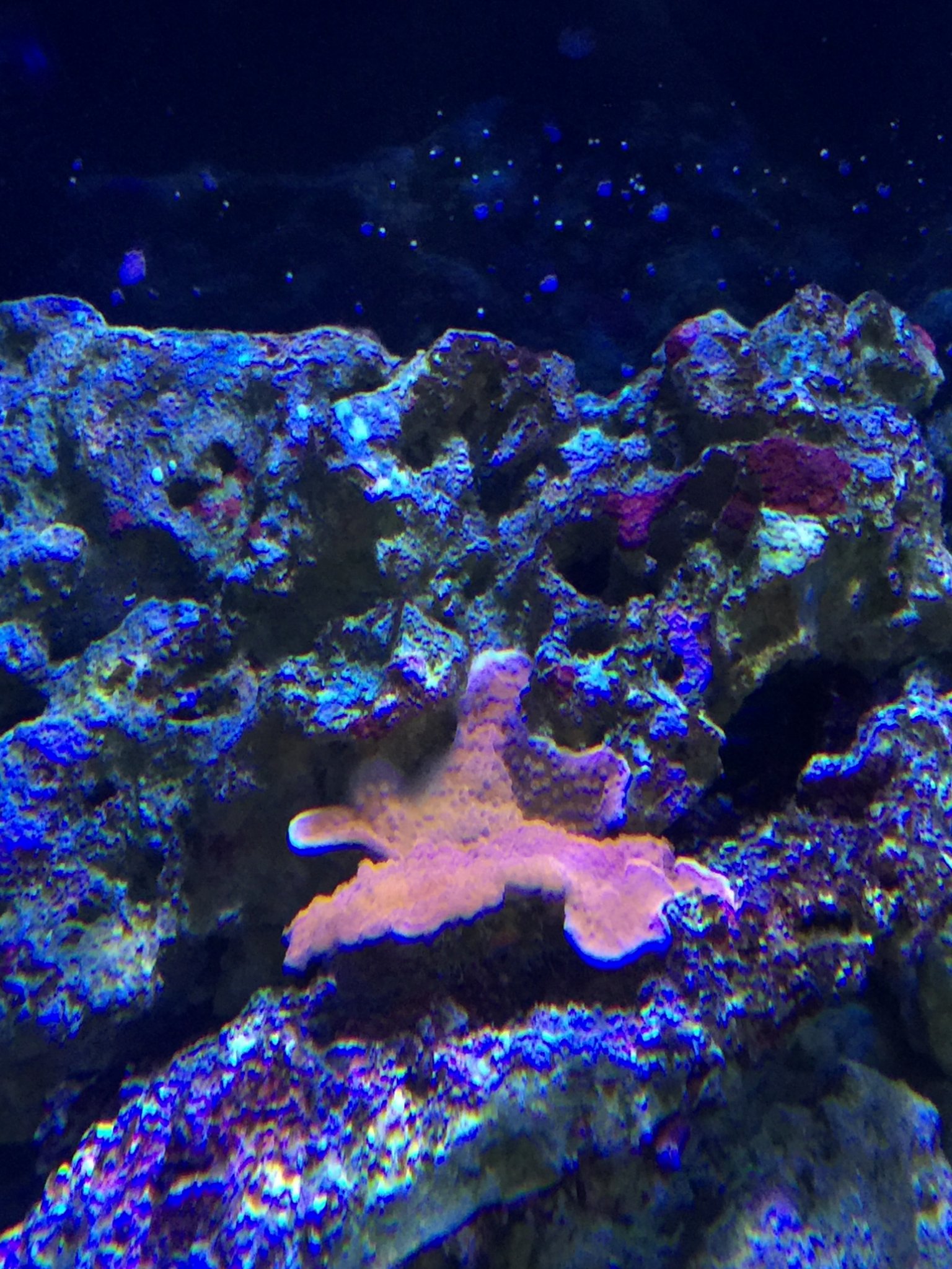 Red Monitpora Cap