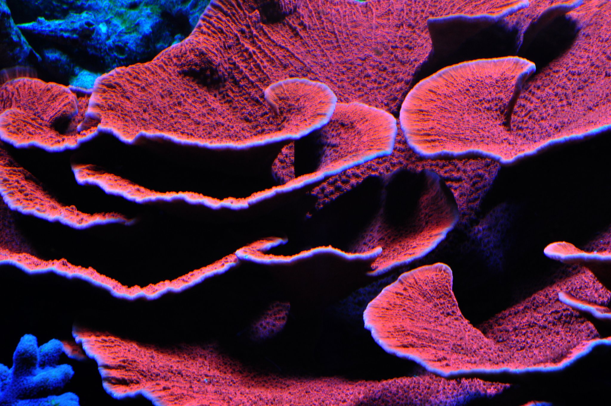 Red-Montipora