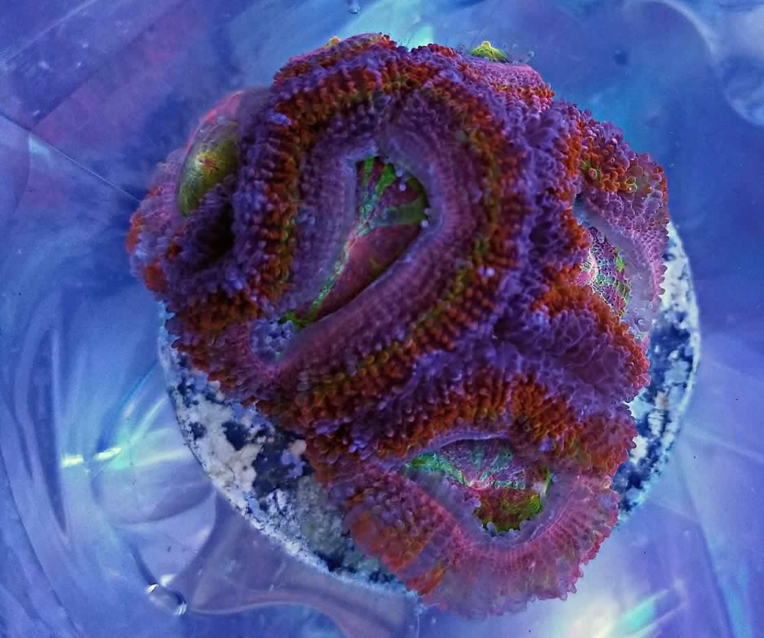 Reef Pets Rainbow Acan