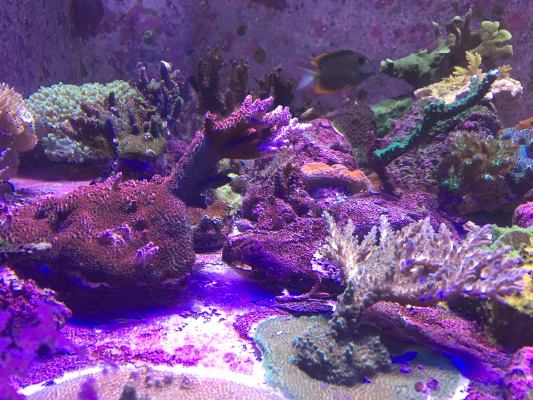 Reef Tank 1.20.2019