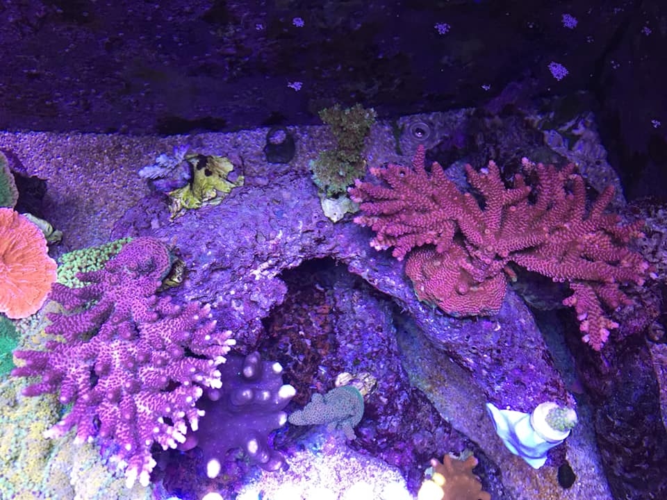 Reef1