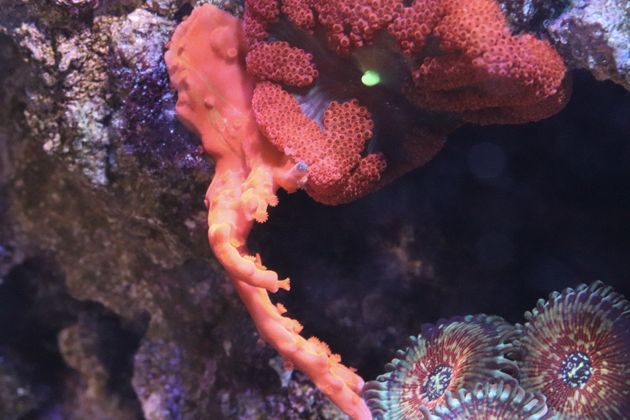 Setosa with orange stripe, mini-carpet anemone, Hawaiian Palythoas