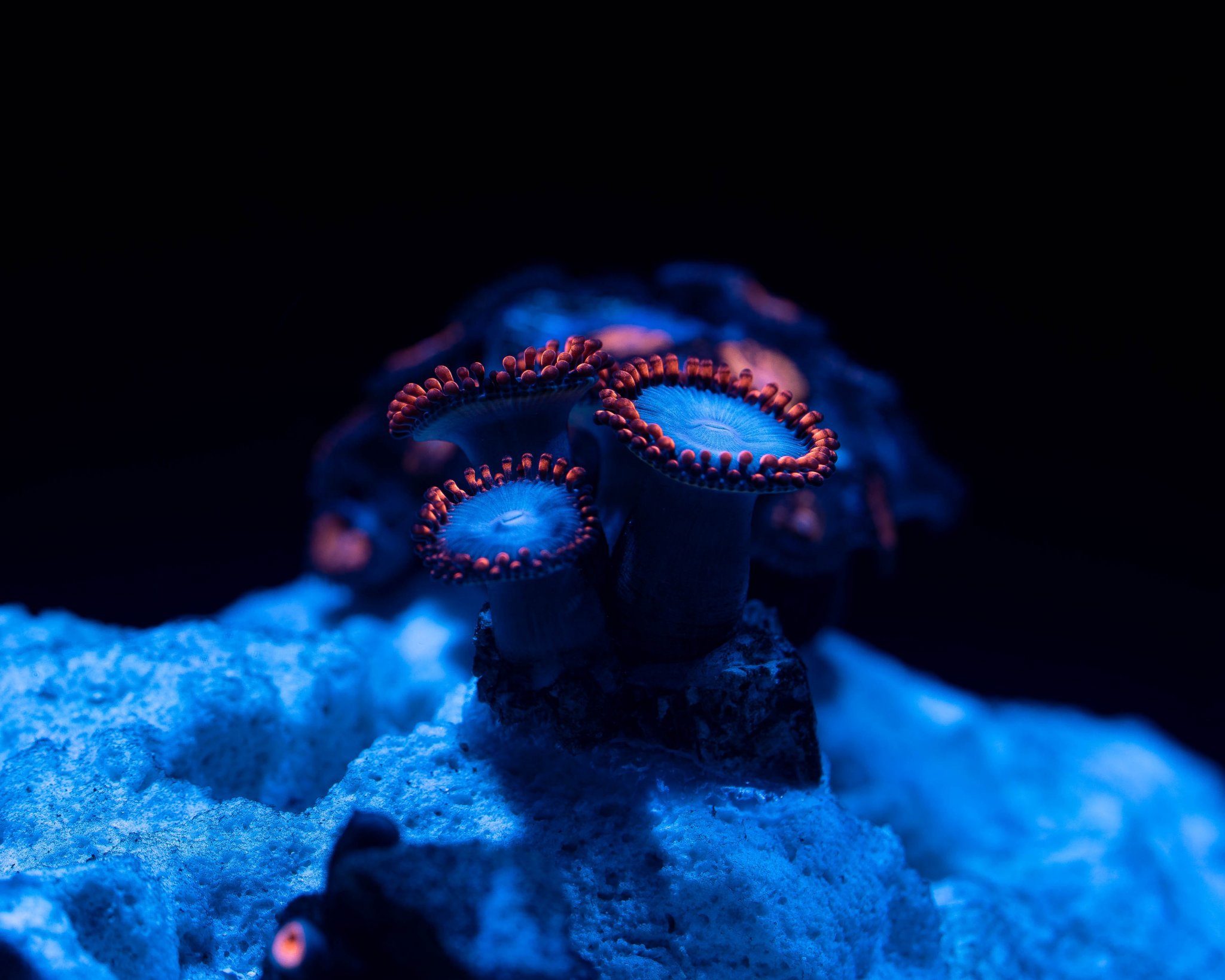 Spiderman Zoanthid