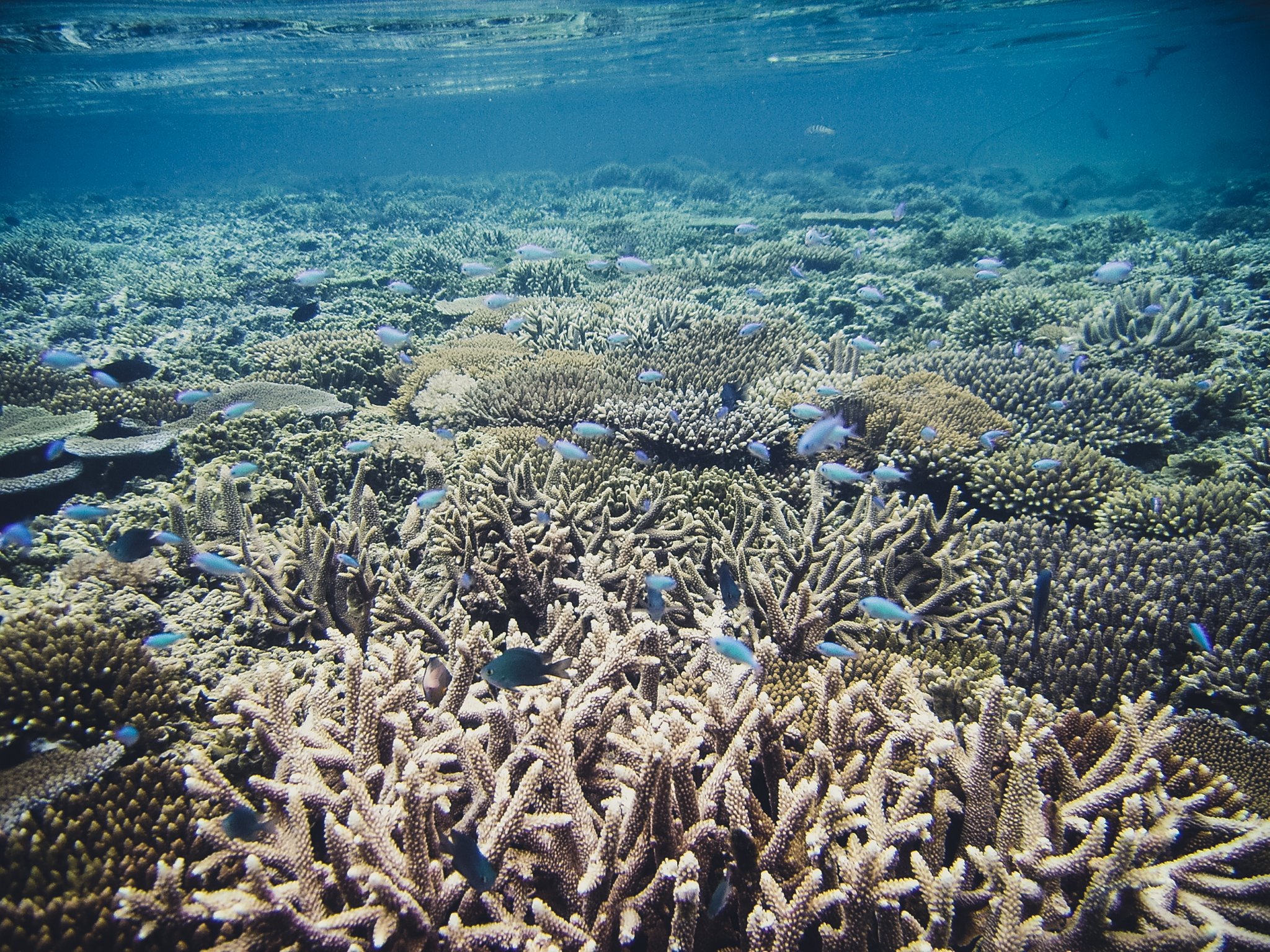 Staghorn-Acropora