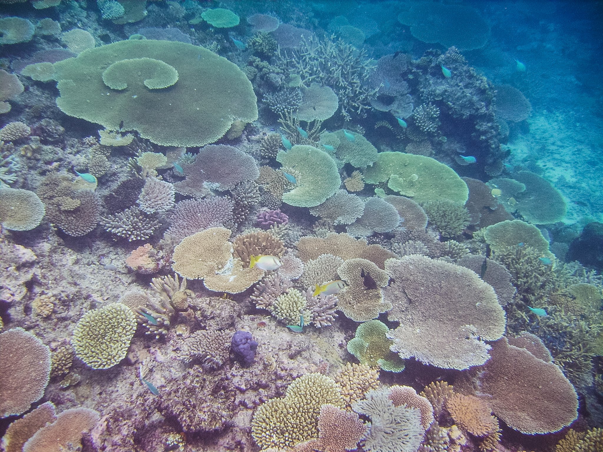 TableCoral-Acropora