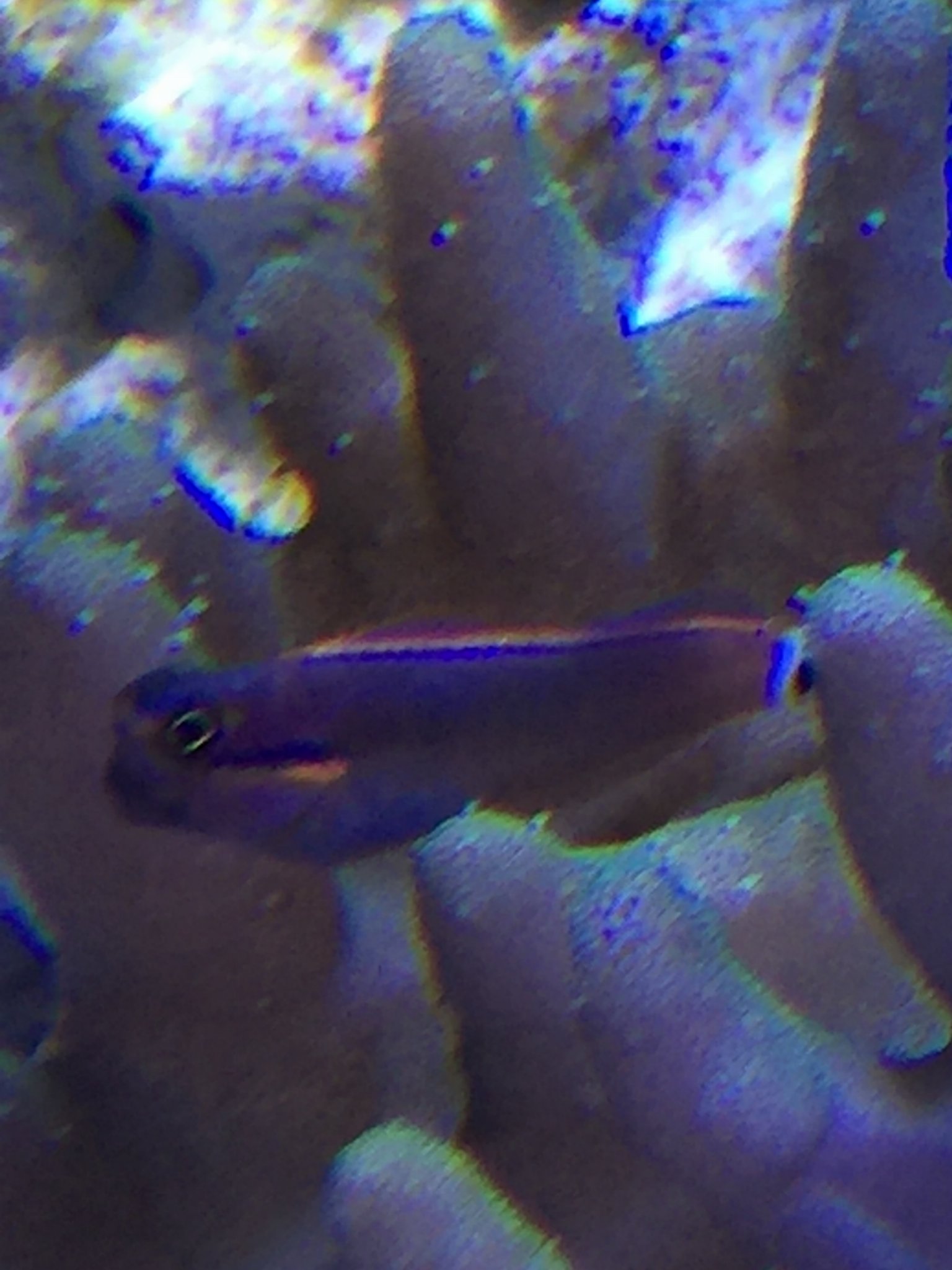 Tailspot Blenny