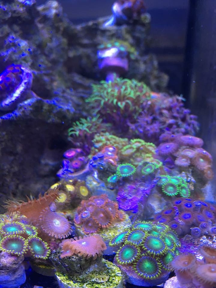 Tank - Zoas