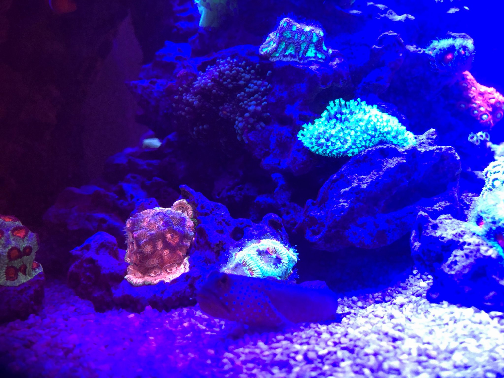 Toadstool, Acan, Favites 1