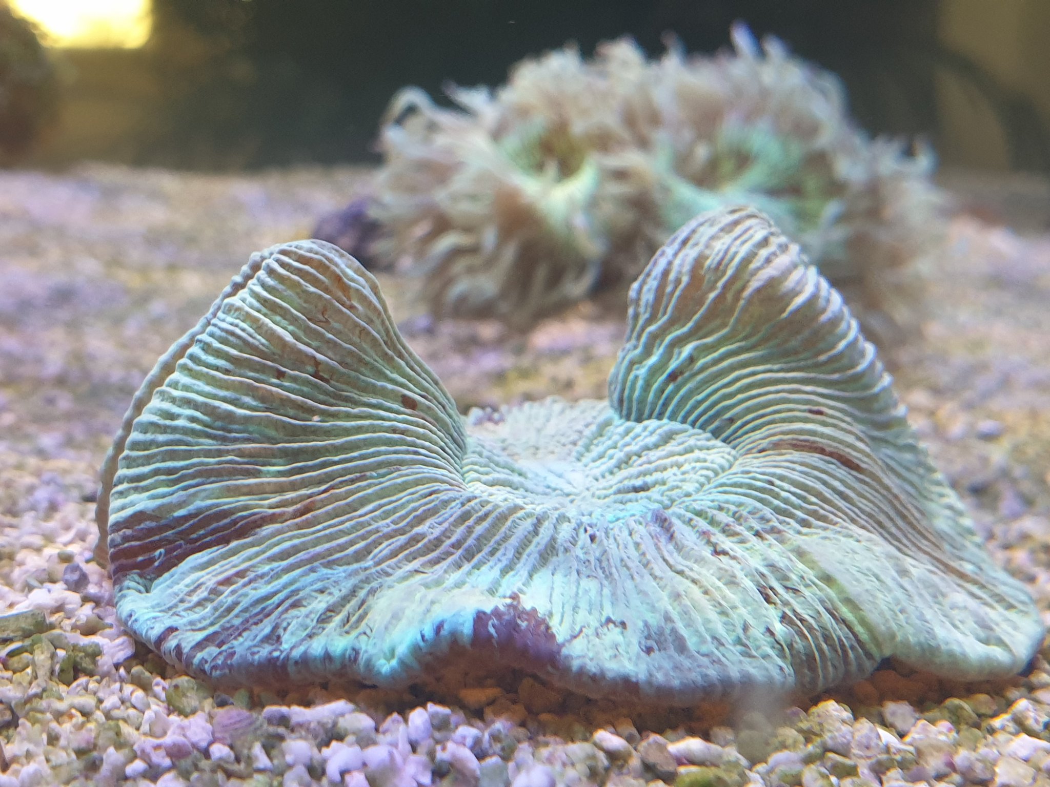 Trachyphyllia sp.