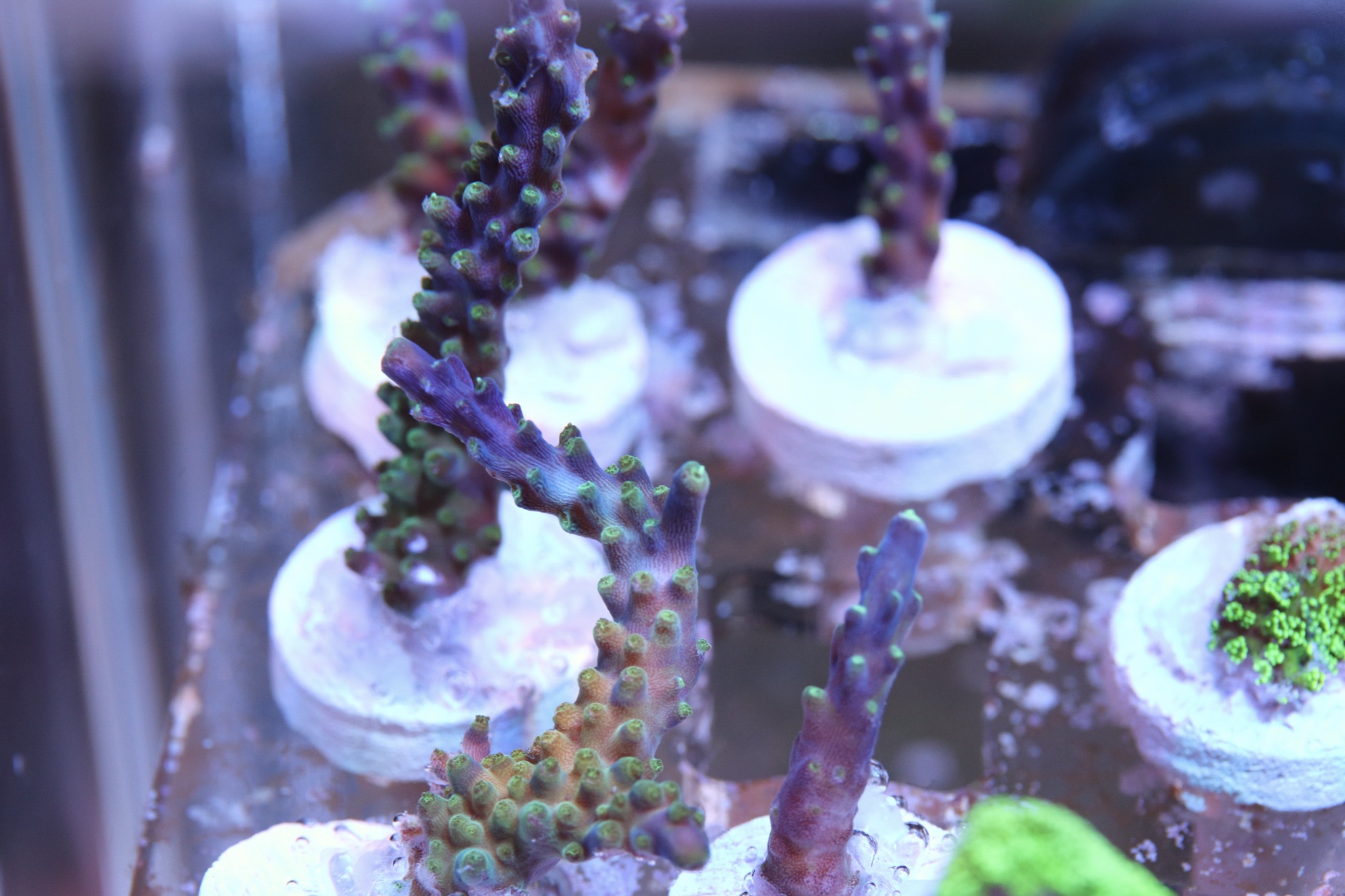 Tri-color Valida Frags