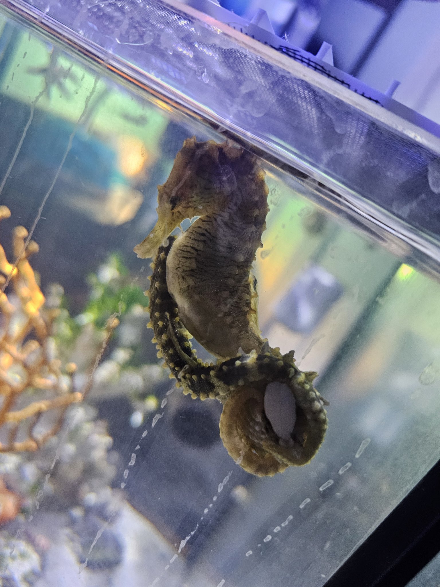 Triton & Mystique On Snail.jpg