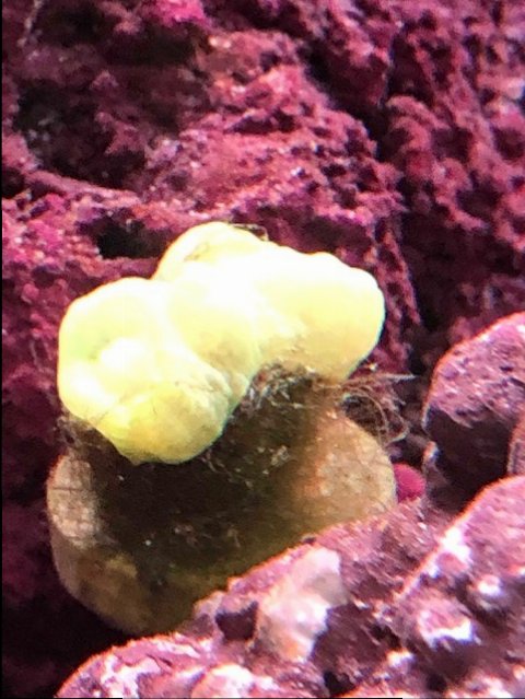 Trumpet Coral 1