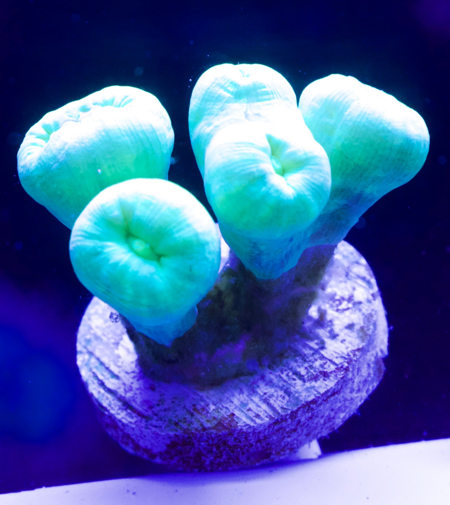 Trumpet Coral