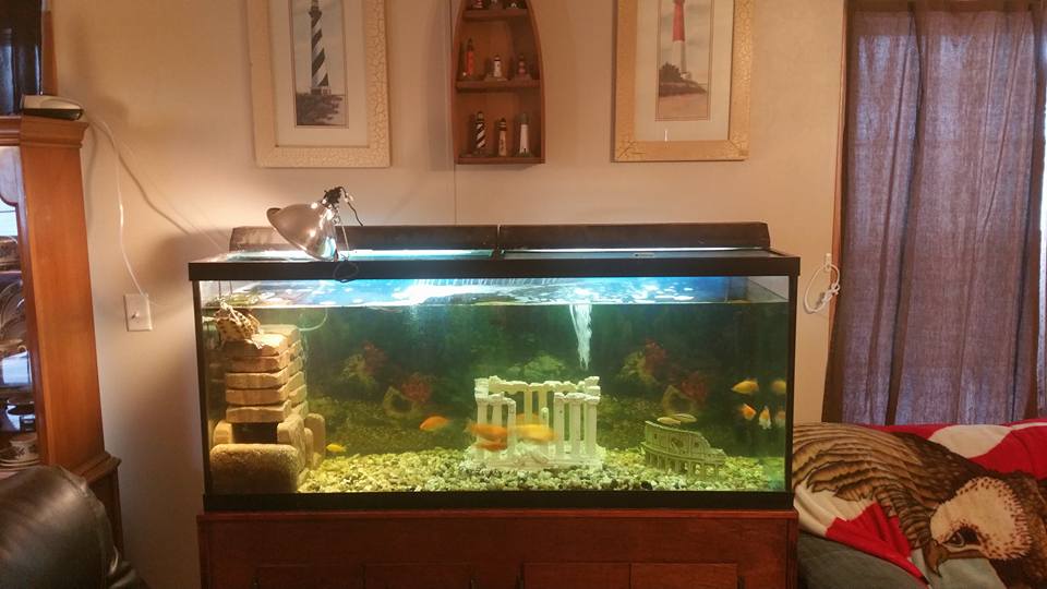 Turtle Tank