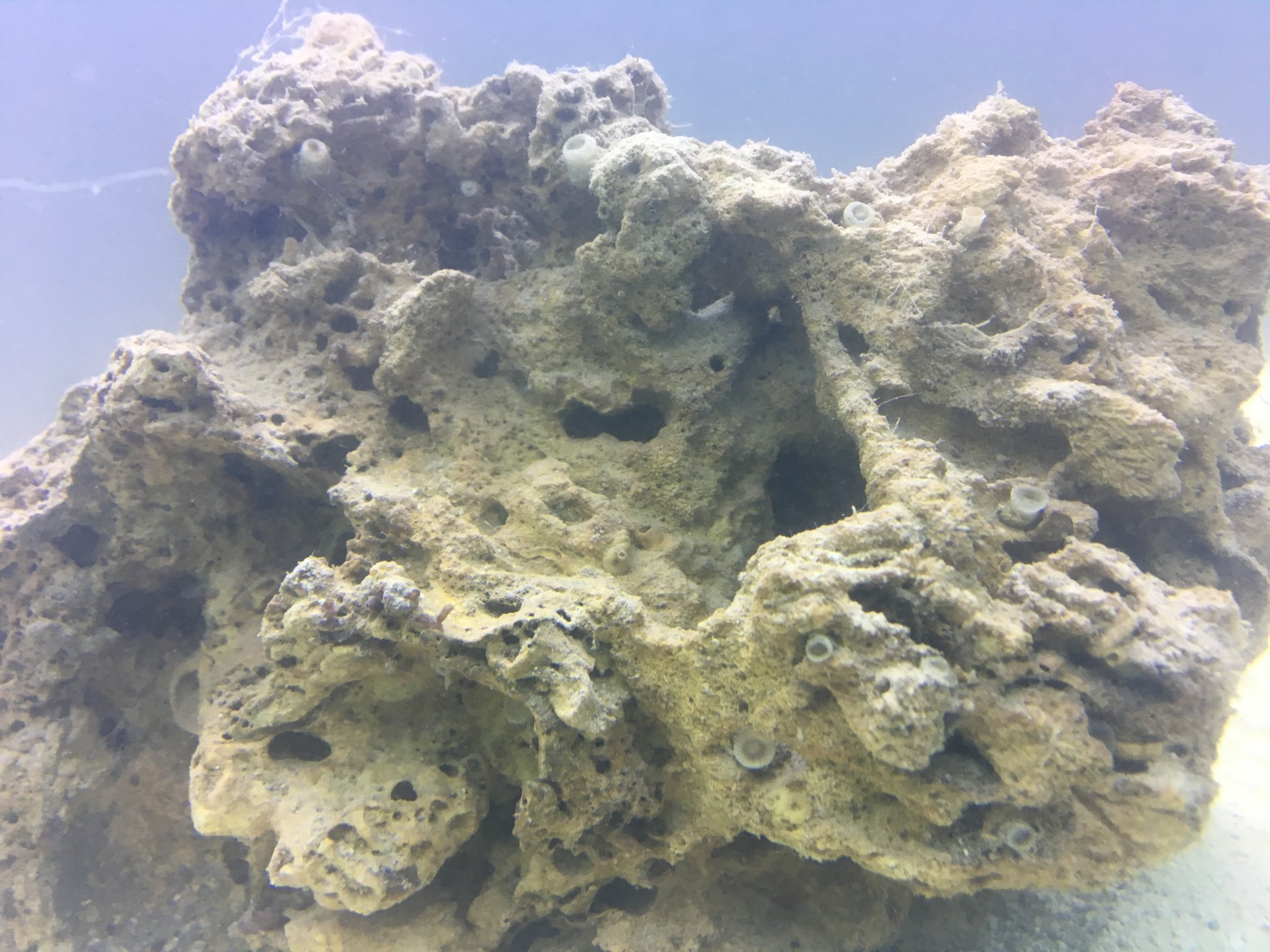 Unidentified Coral