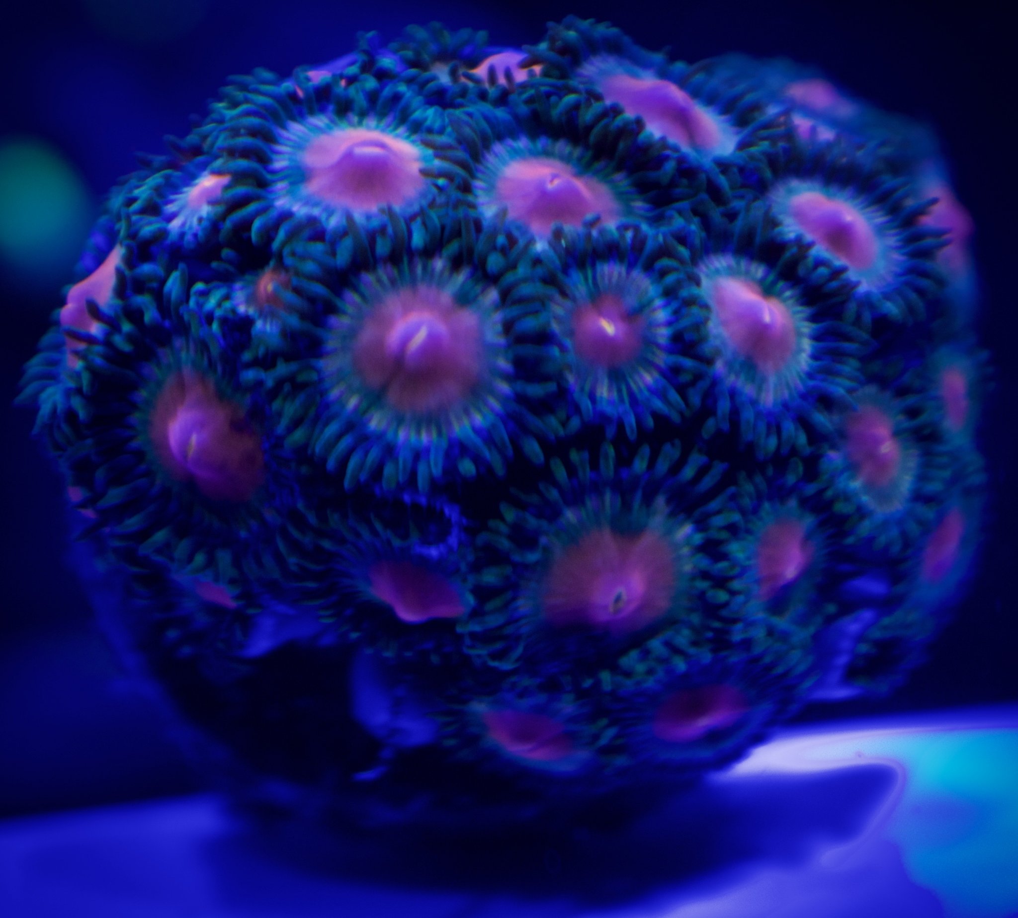 Unknown Zoa