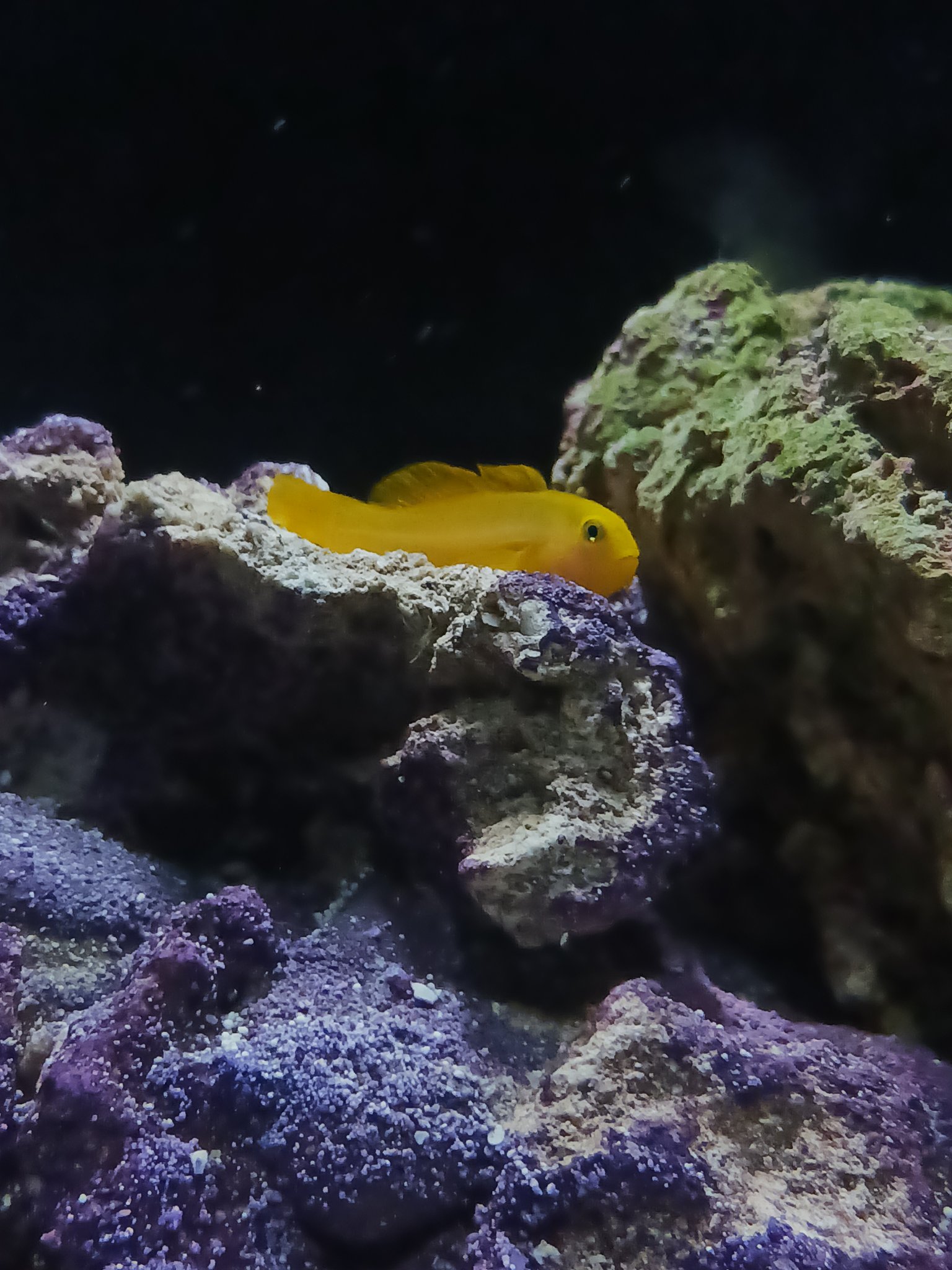 Yellow Clown Goby